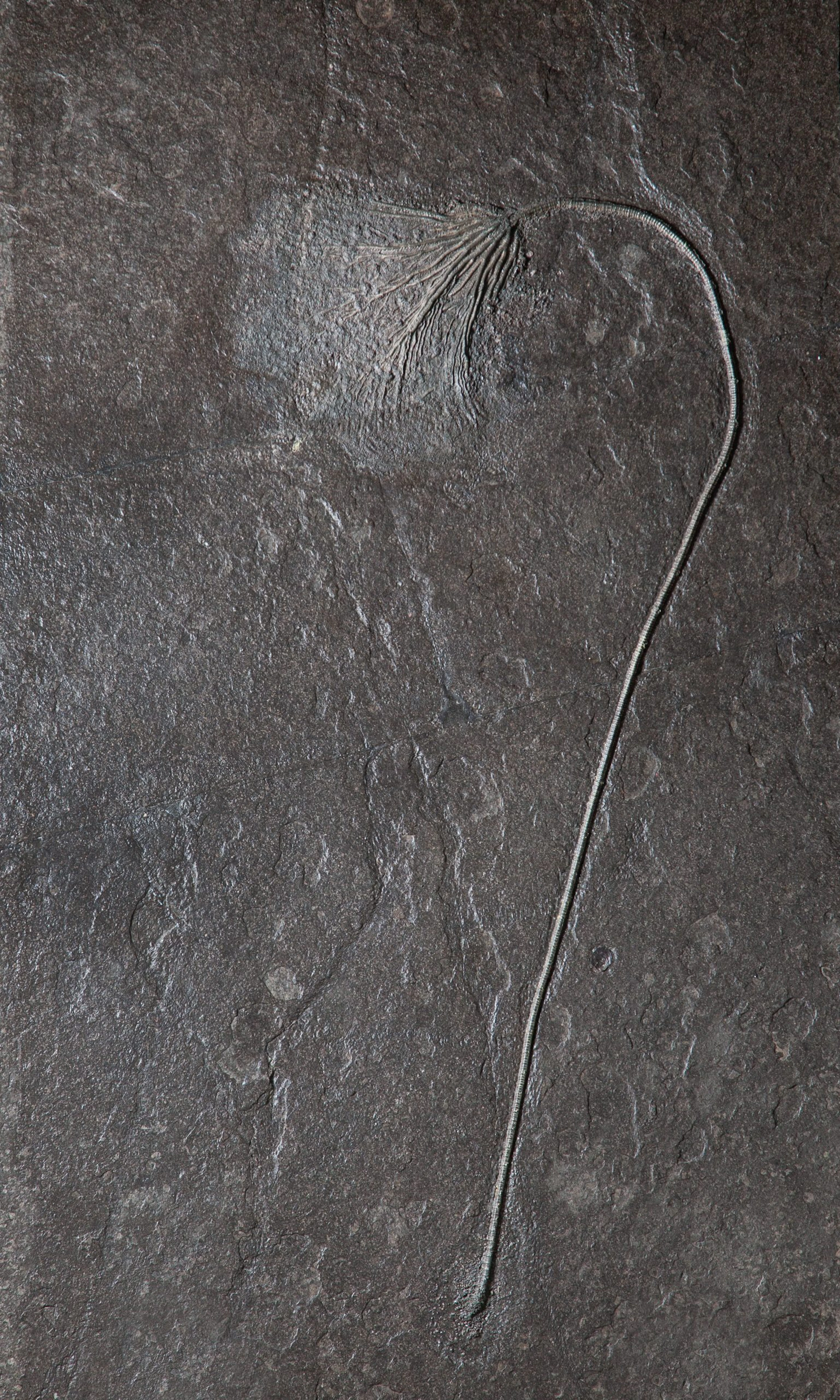 Single Crinoid Fossil