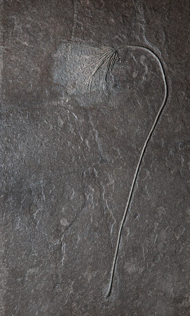 Single Crinoid Fossil