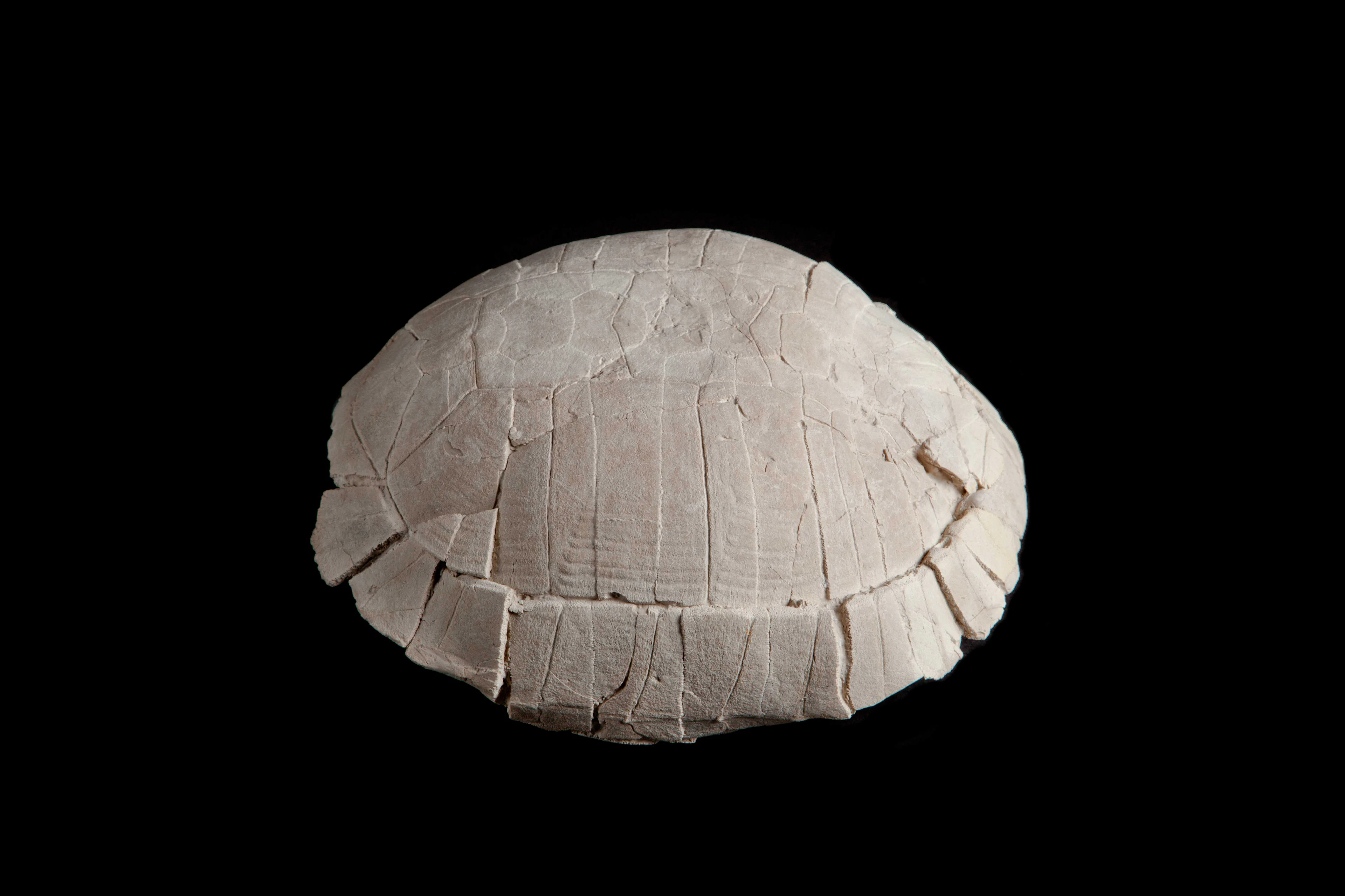 Fossilised Turtle