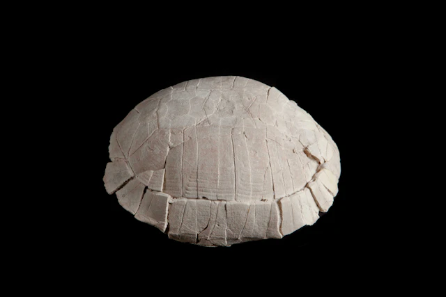 Fossilised Turtle