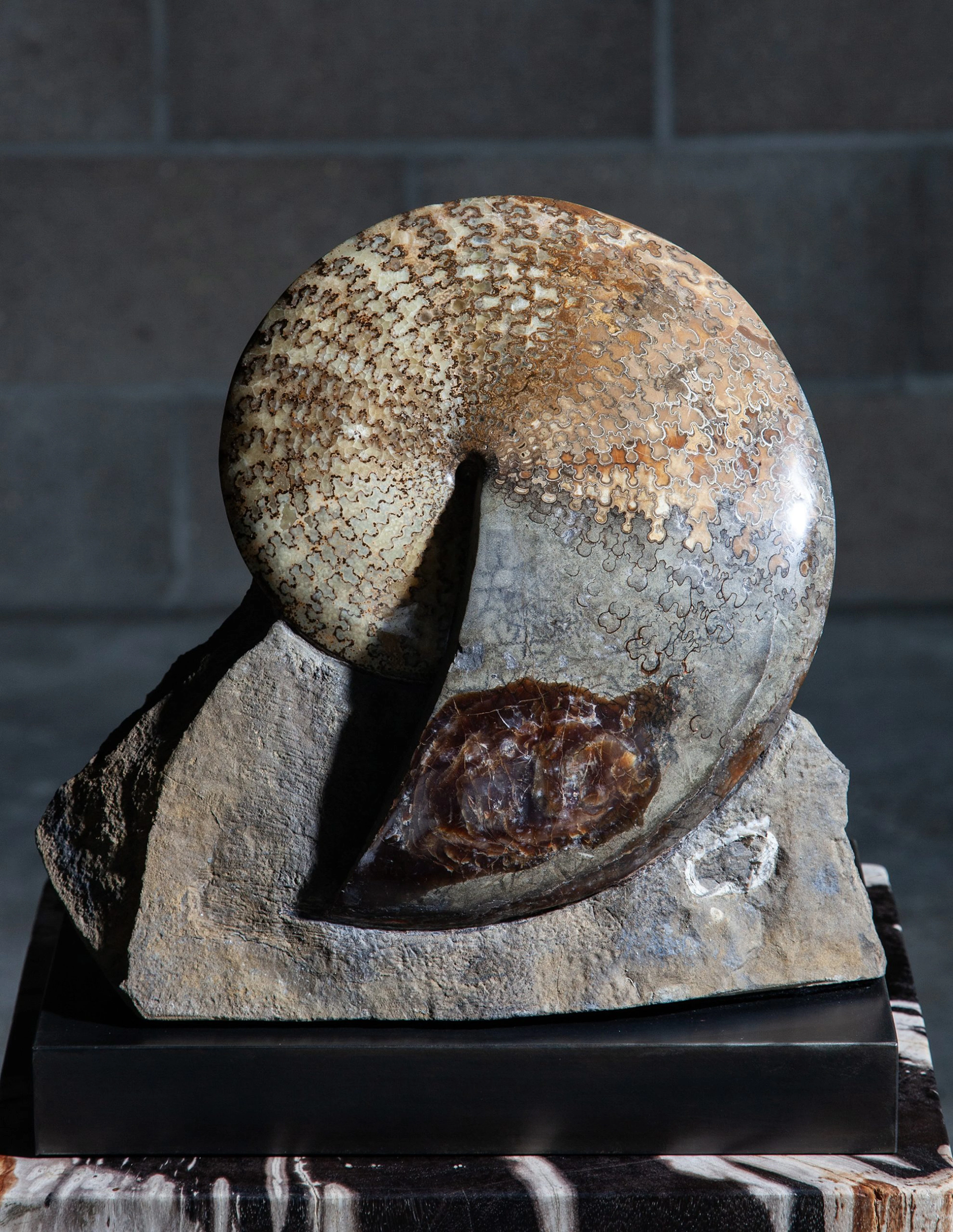 AA+ Grade Placenticeras Ammonite