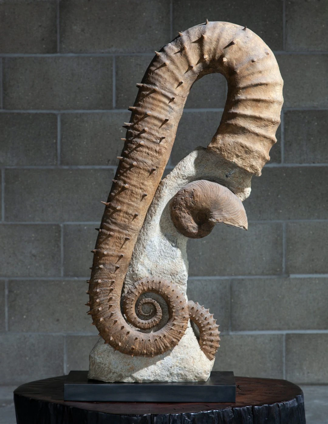Uncoiled Spiny Ammonite