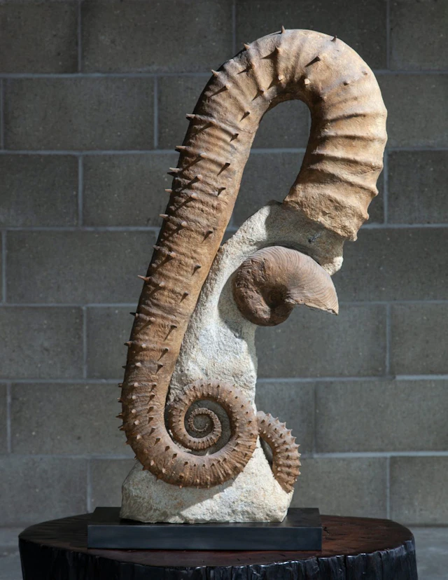 Uncoiled Spiny Ammonite