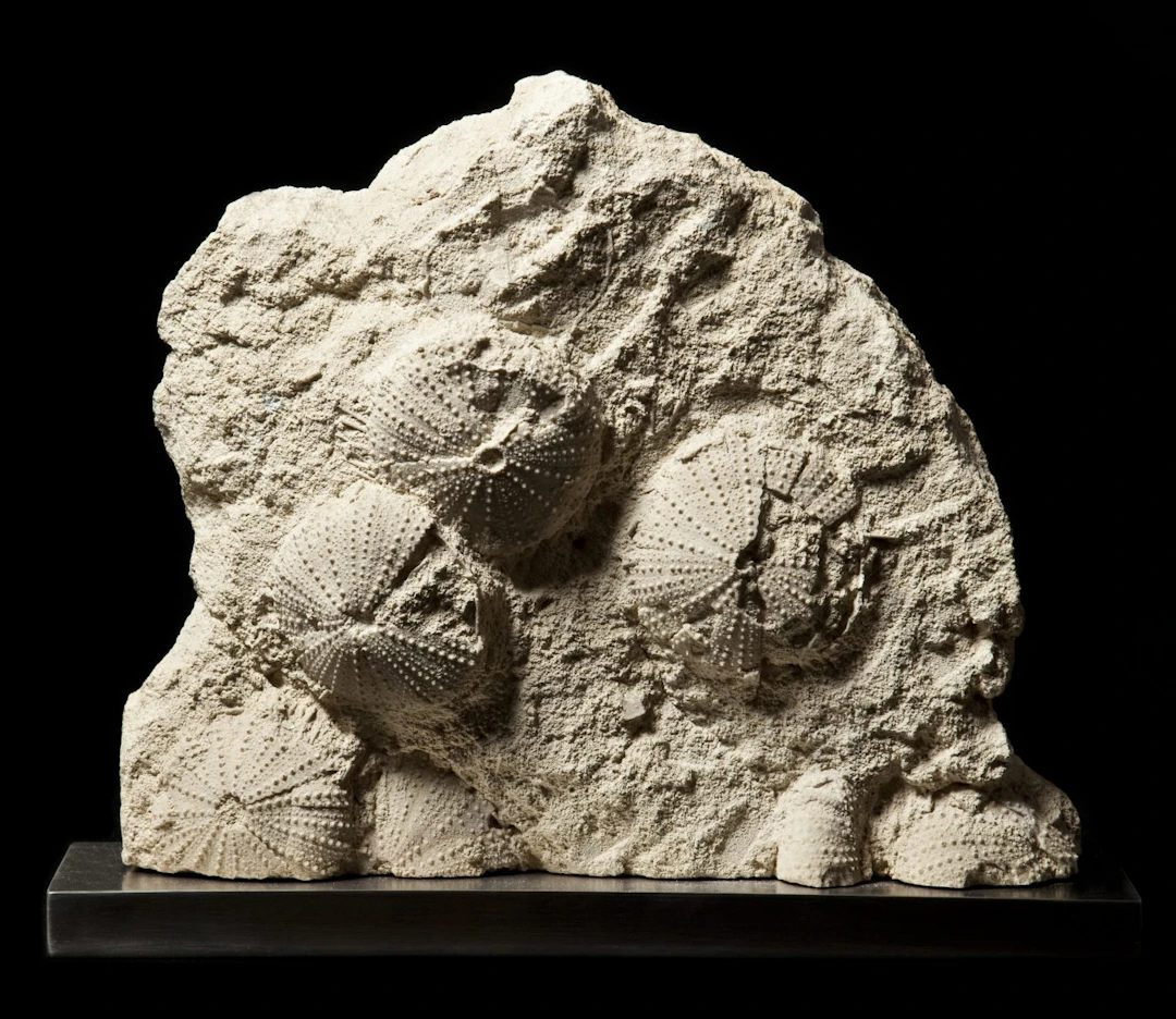 Fossilised Sea Urchins