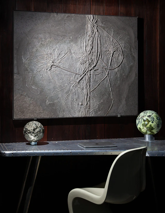 Large Crinoid Fossil Bed