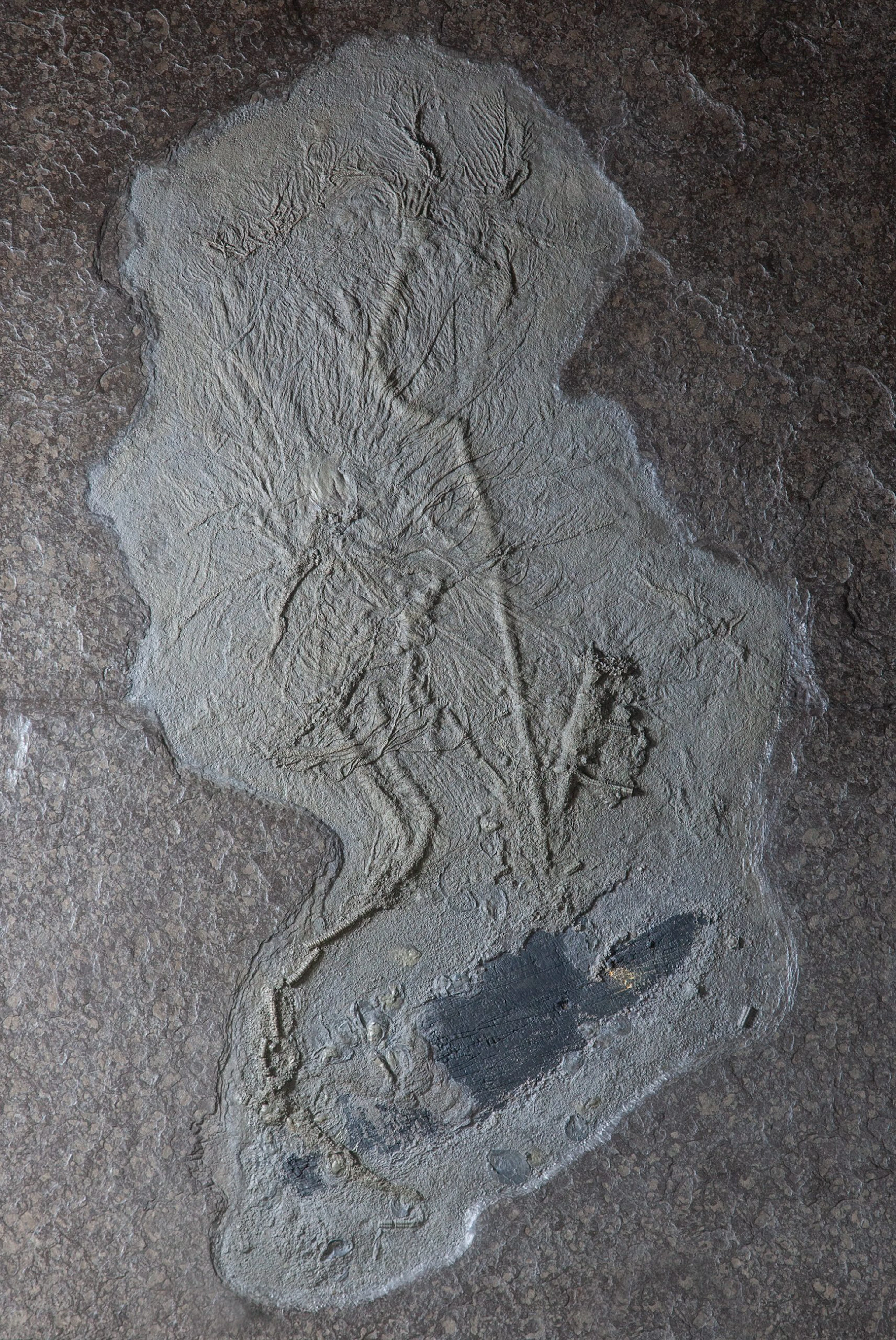 Pyritised Crinoid Bed