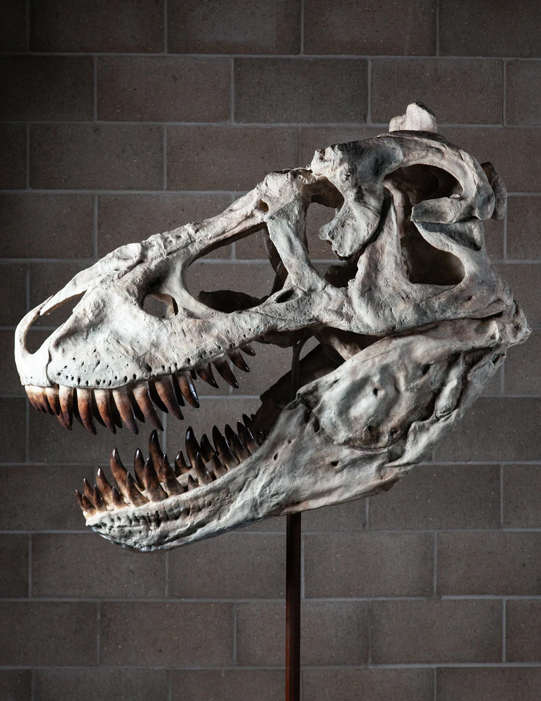 Tarbosaurus Skull (Cast)
