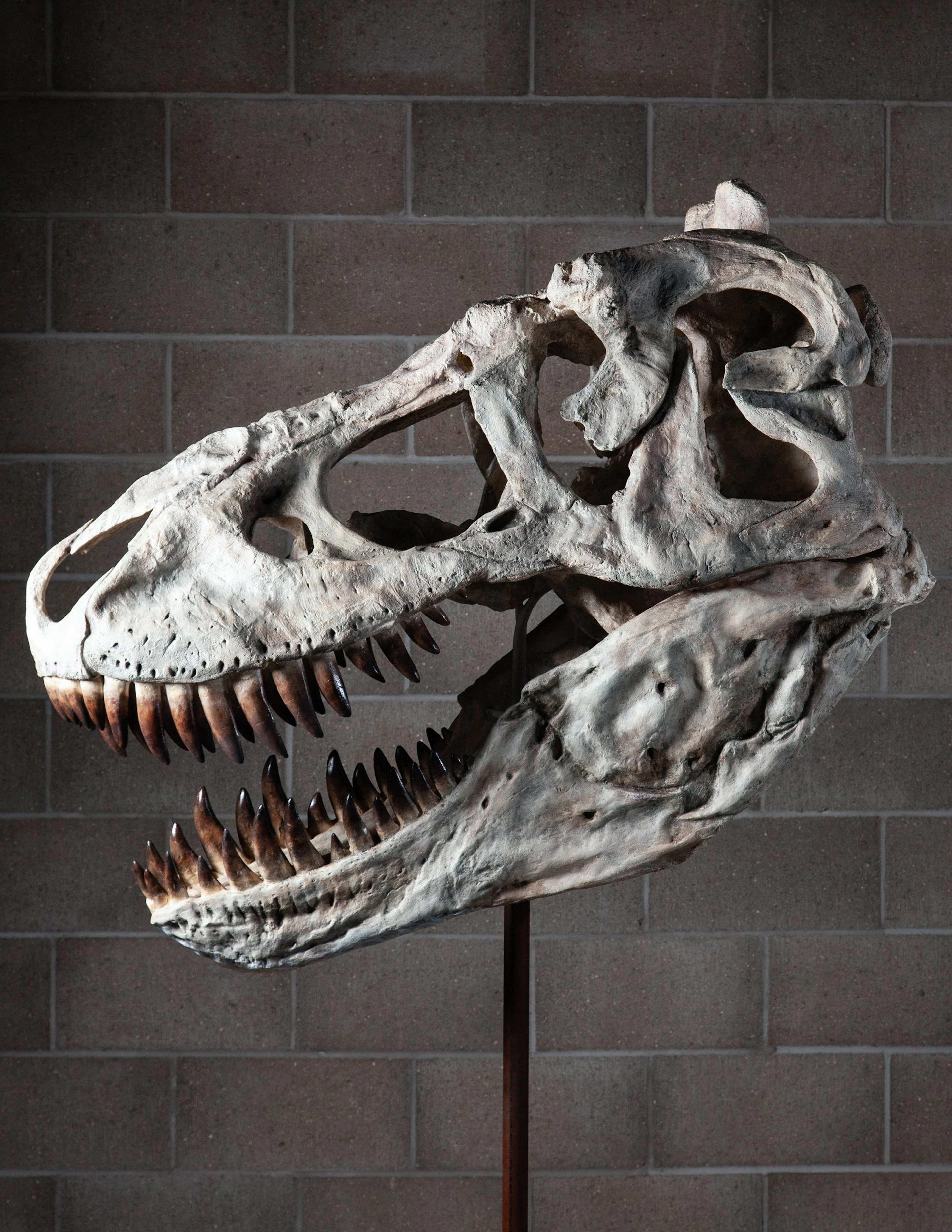 Tarbosaurus Skull (Cast)