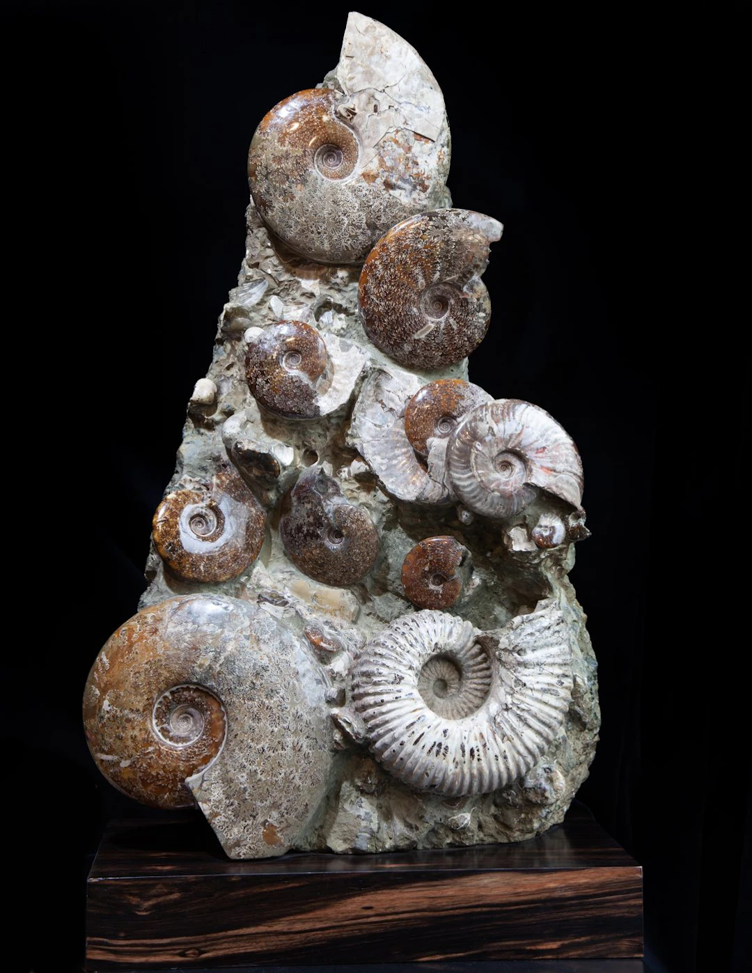 Exceptional Ammonite Bed
