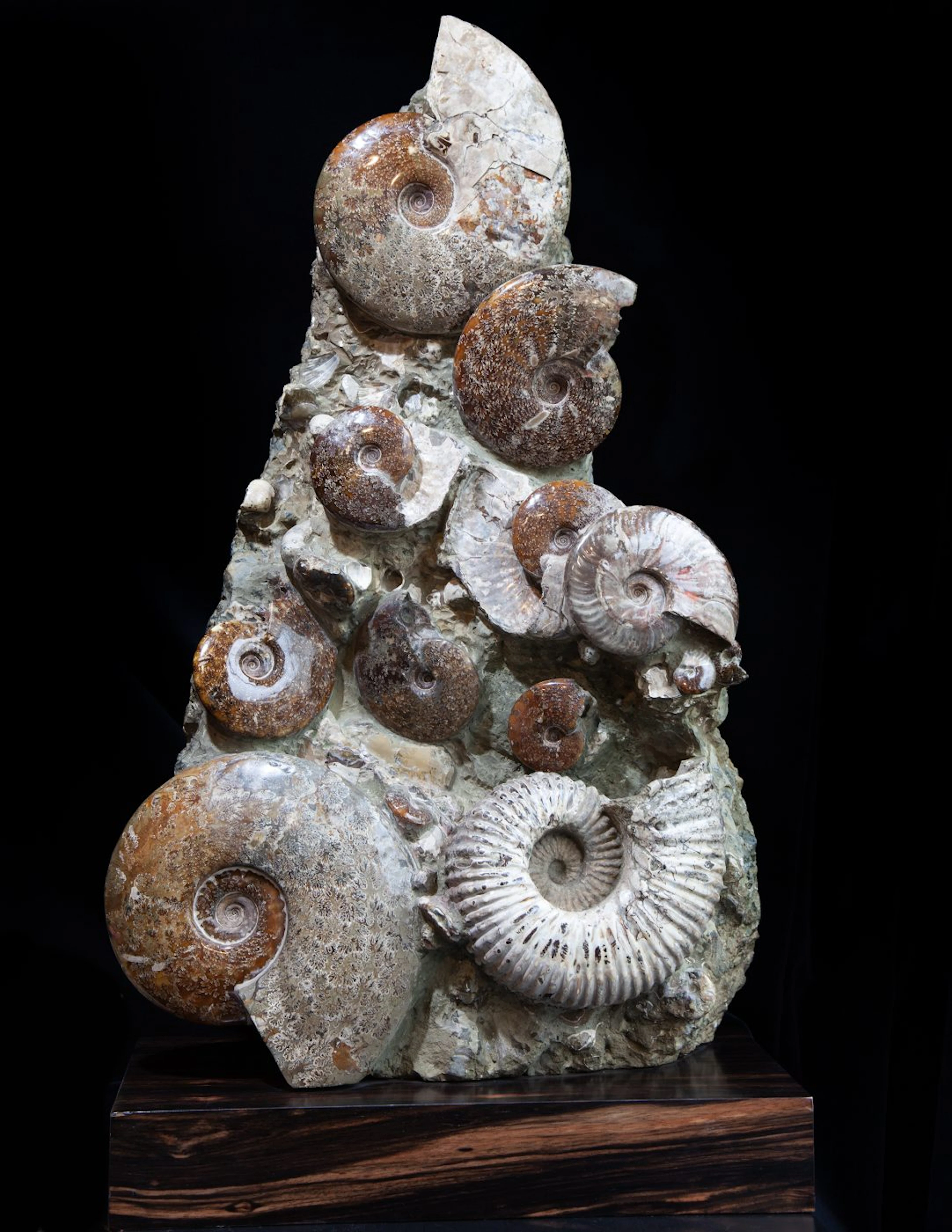Exceptional Ammonite Bed
