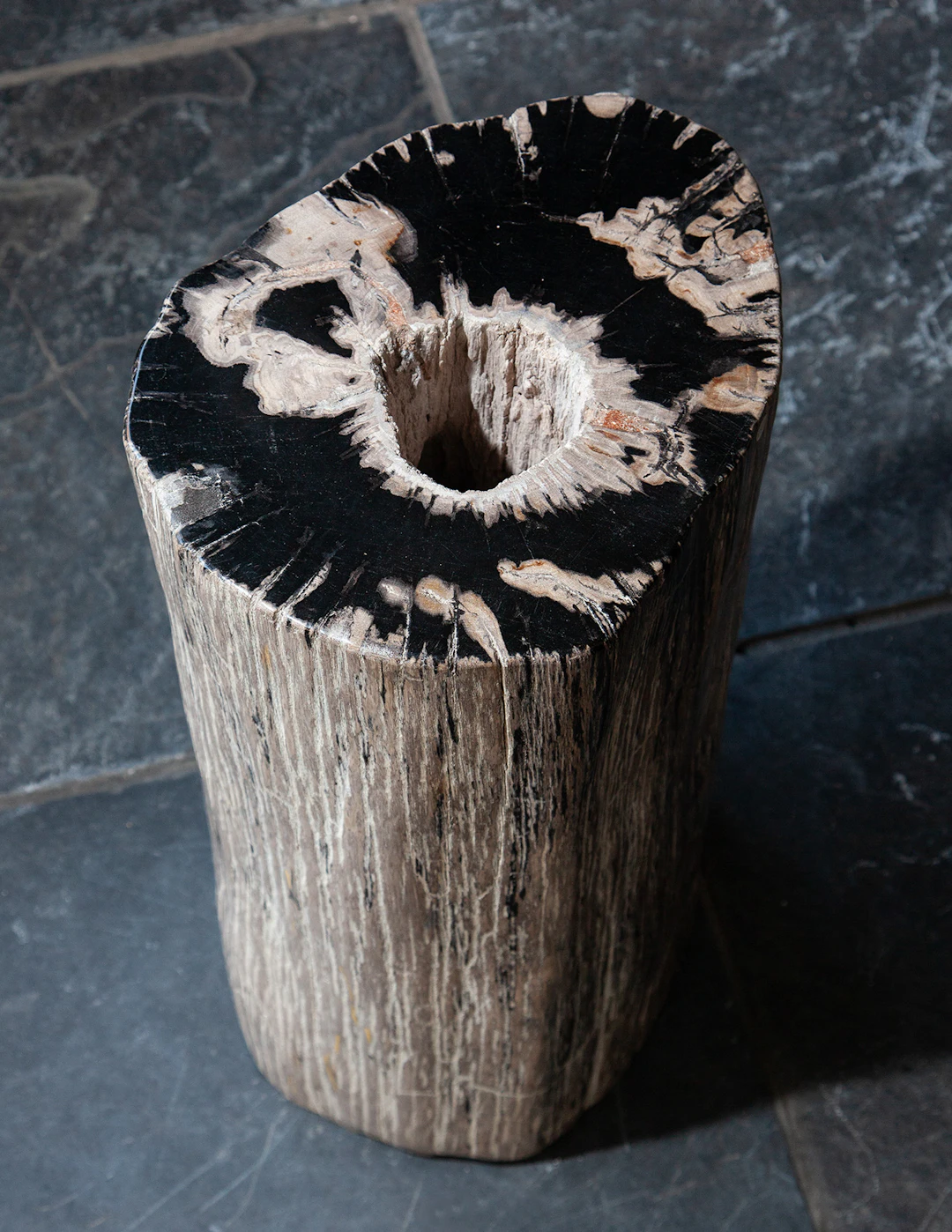 Rare Patterned Petrified Wood Plinth
