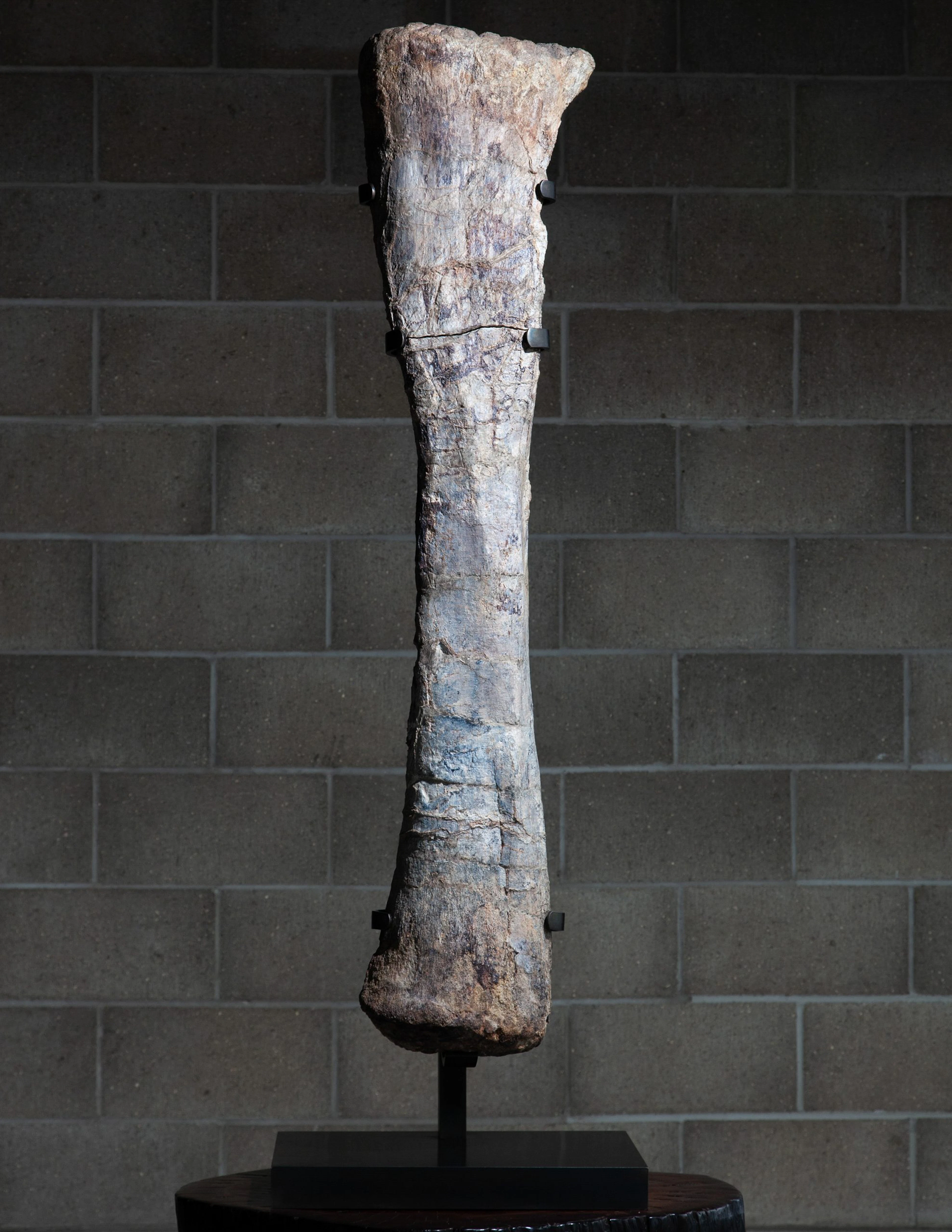 Mounted Dinosaur Leg