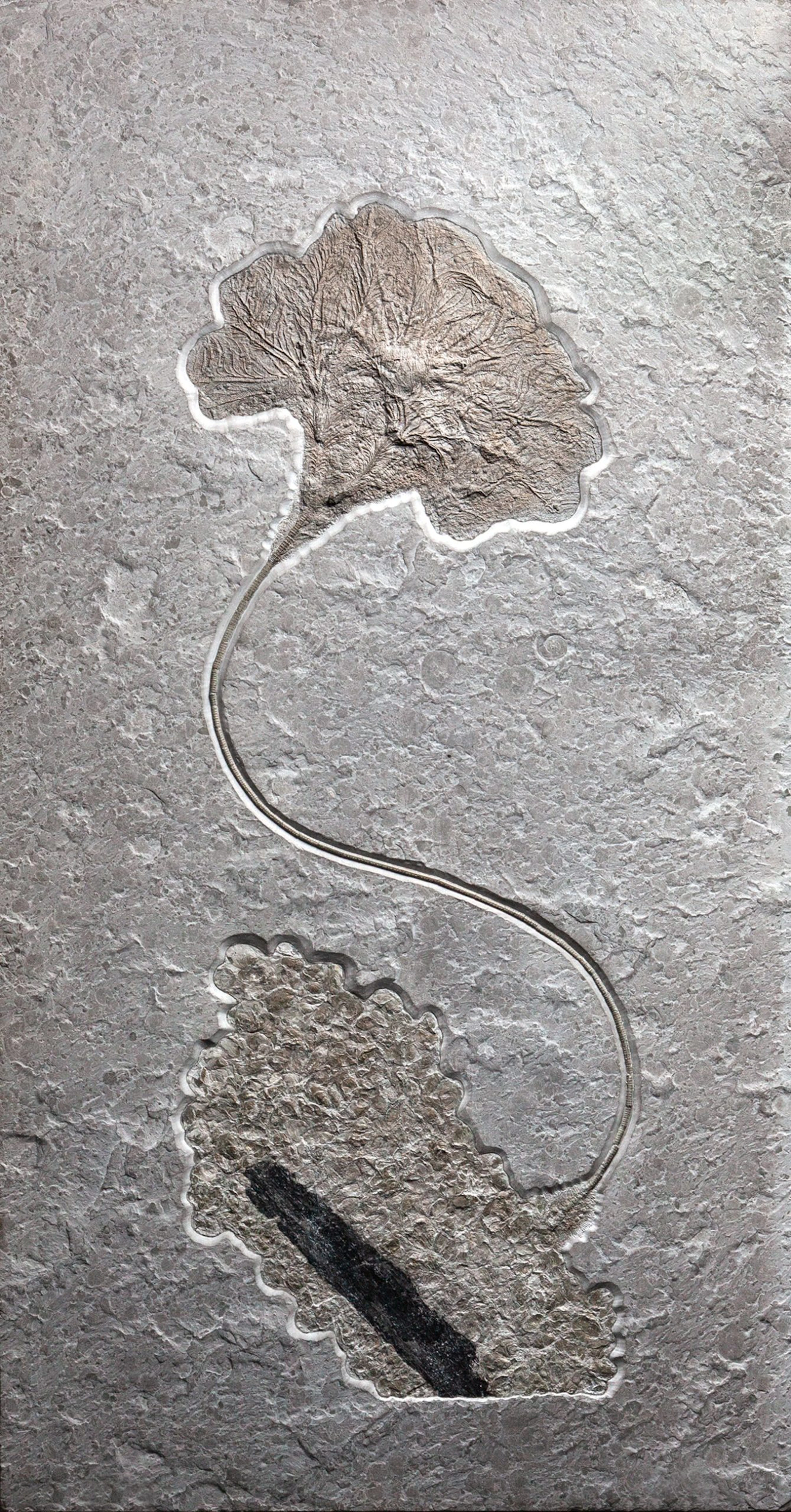 Exceptional Giant Crinoid