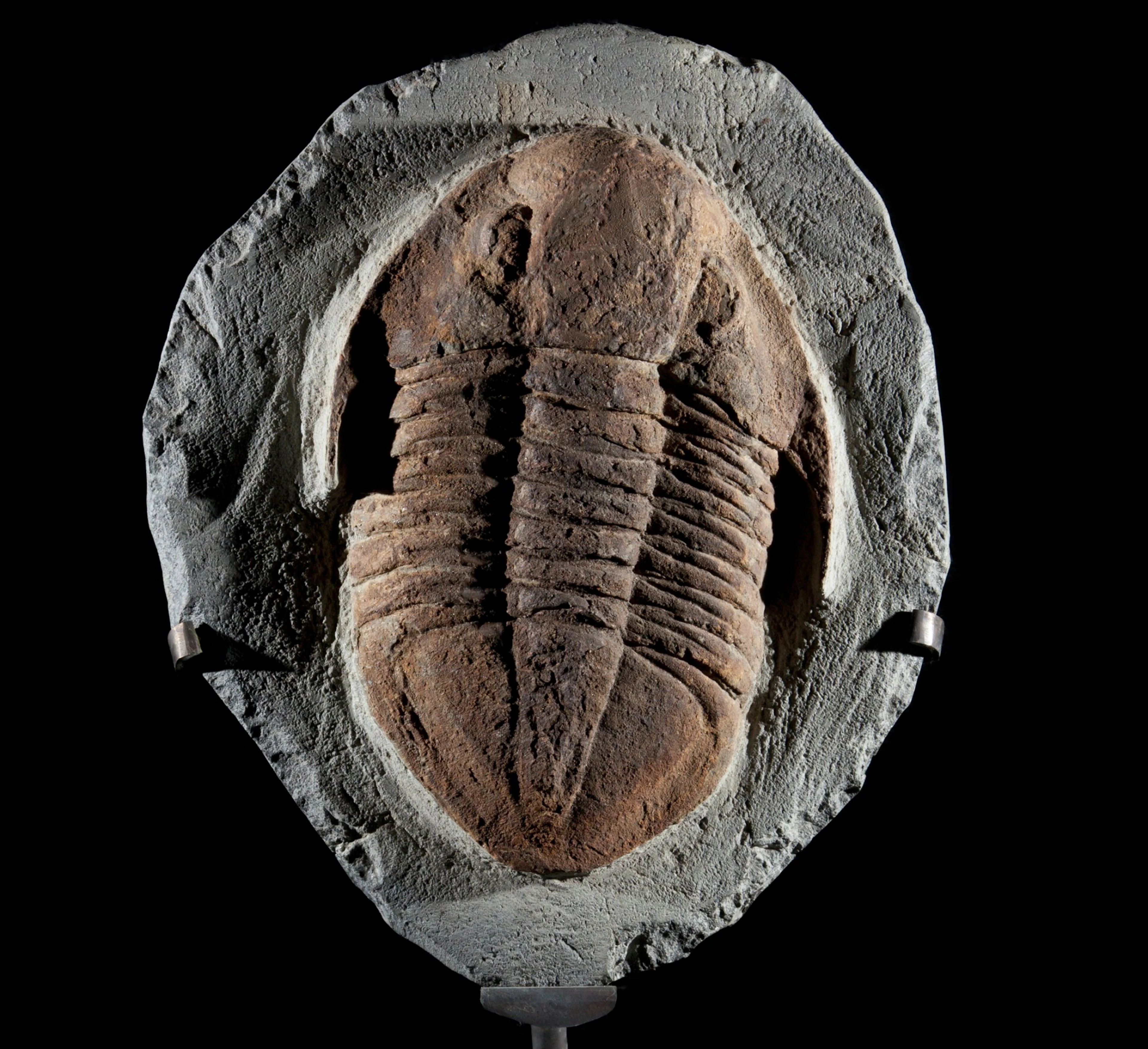 Mounted Ogygites Trilobite