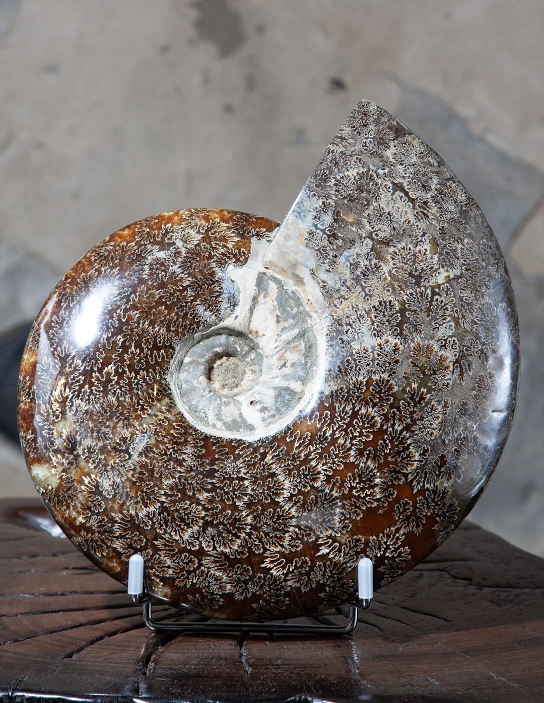 Cleoniceras Ammonite
