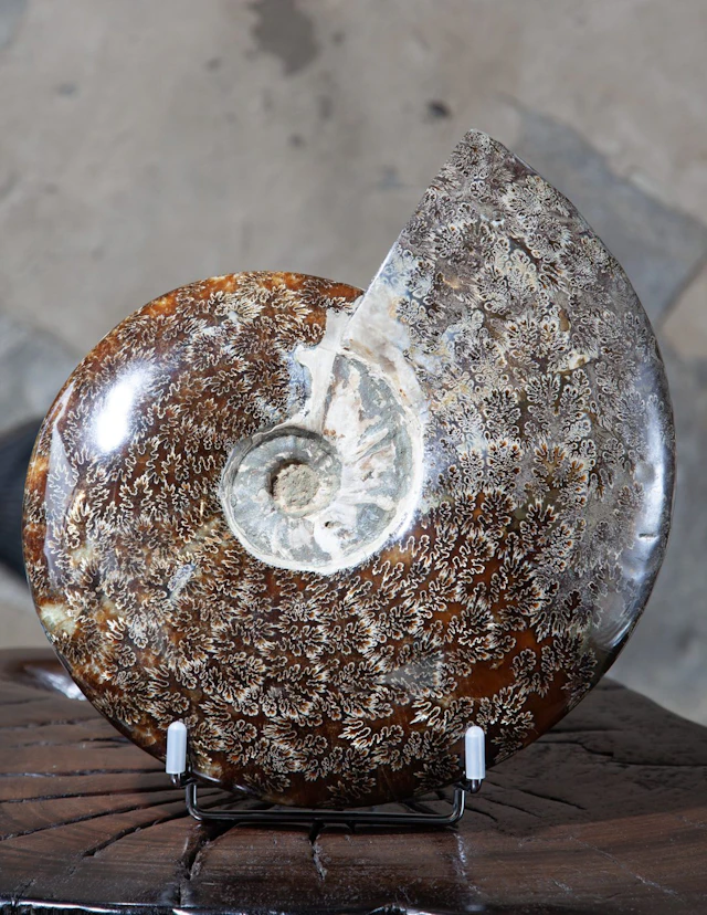 Cleoniceras Ammonite