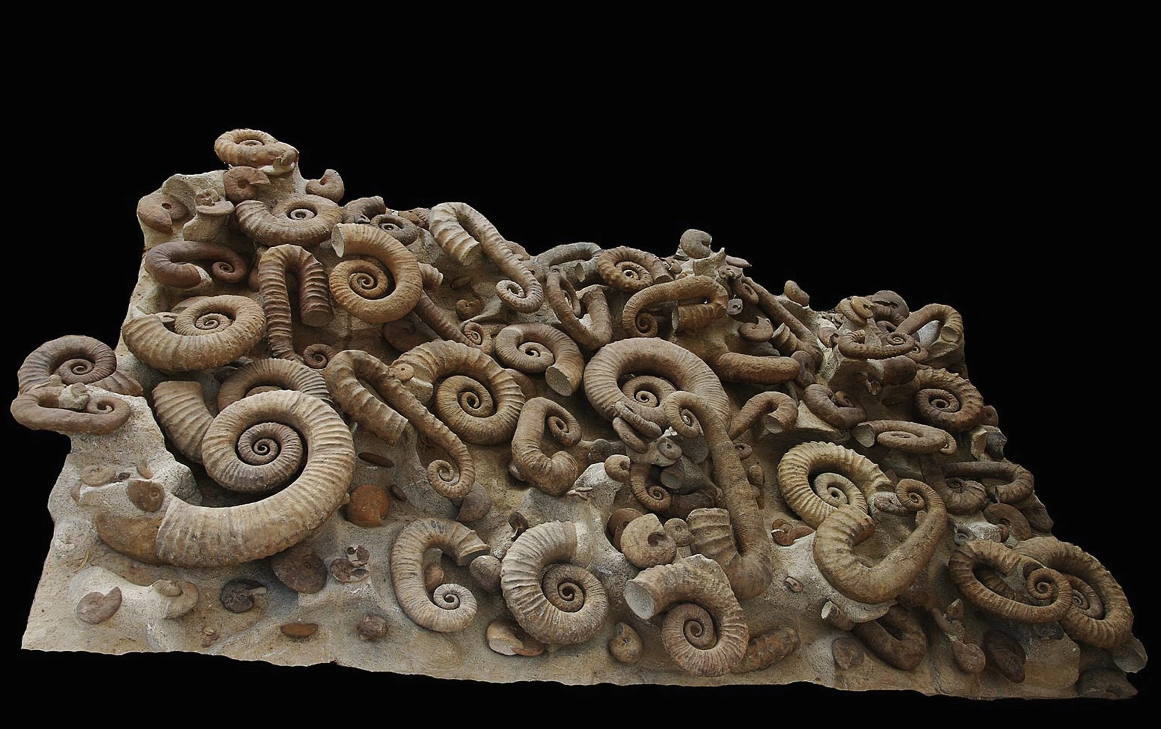 The Atlas Medusa