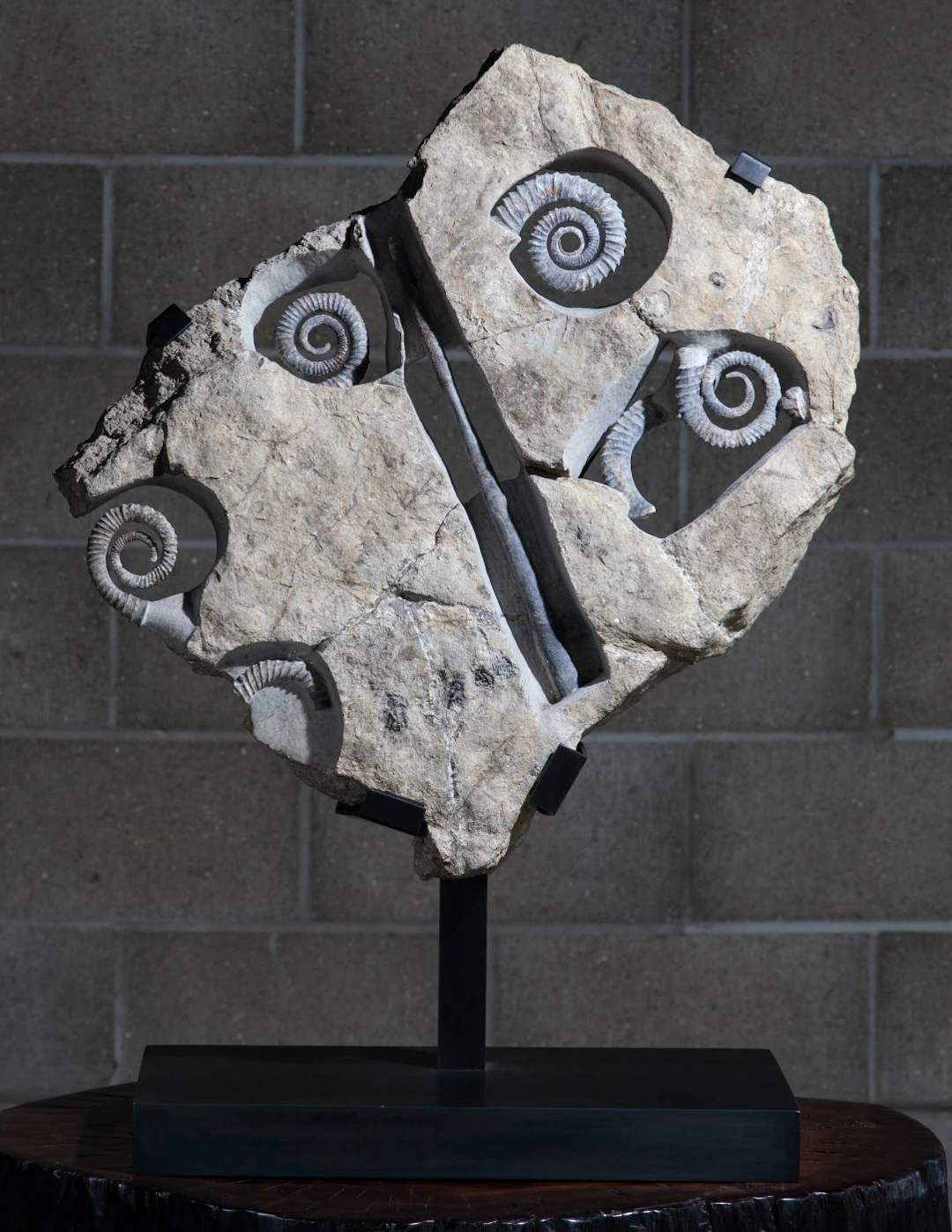 Exquisite Anetoceras Ammonite bed