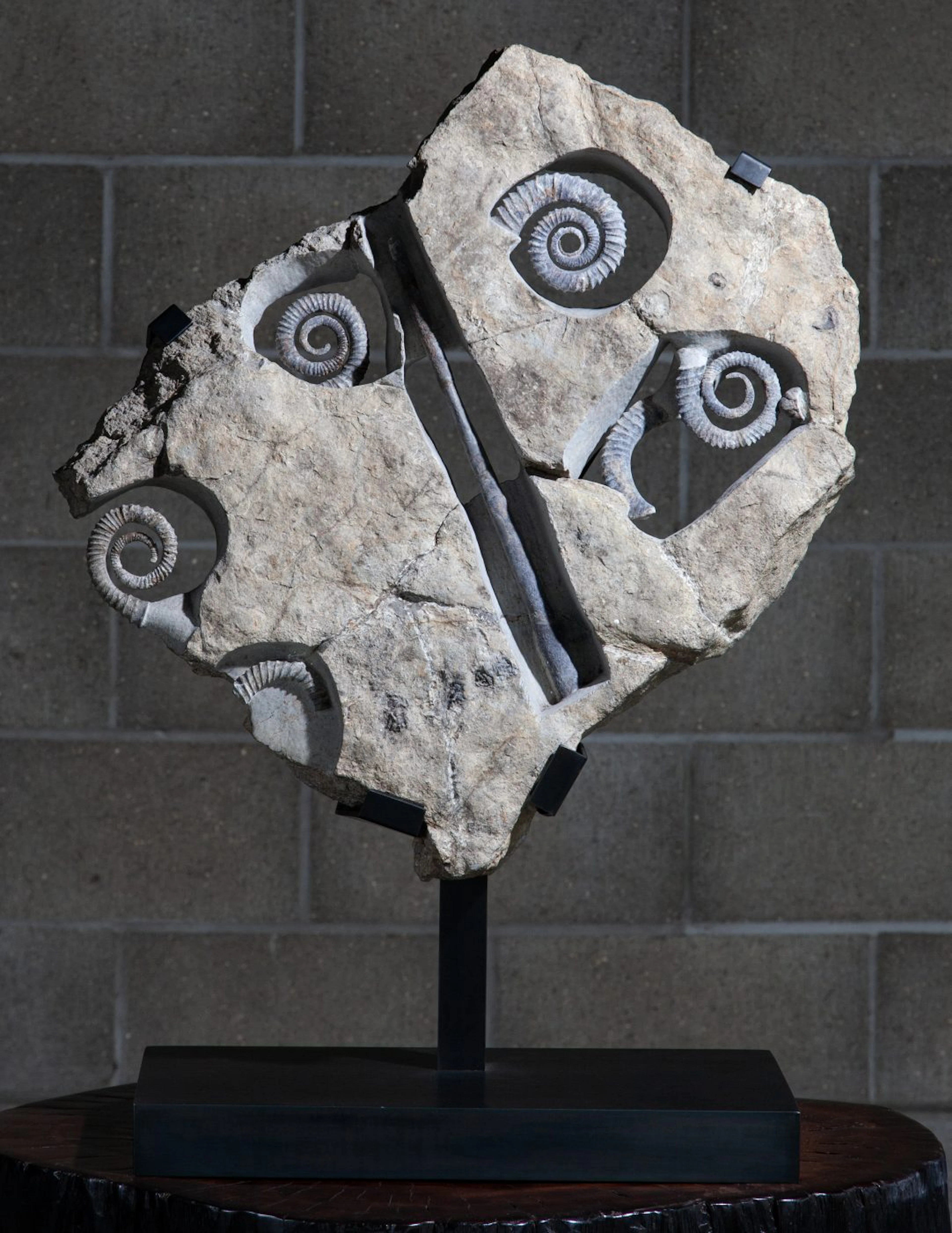 Exquisite Anetoceras Ammonite bed