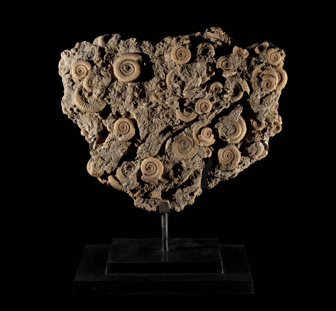Dactyloceras Ammonite cluster