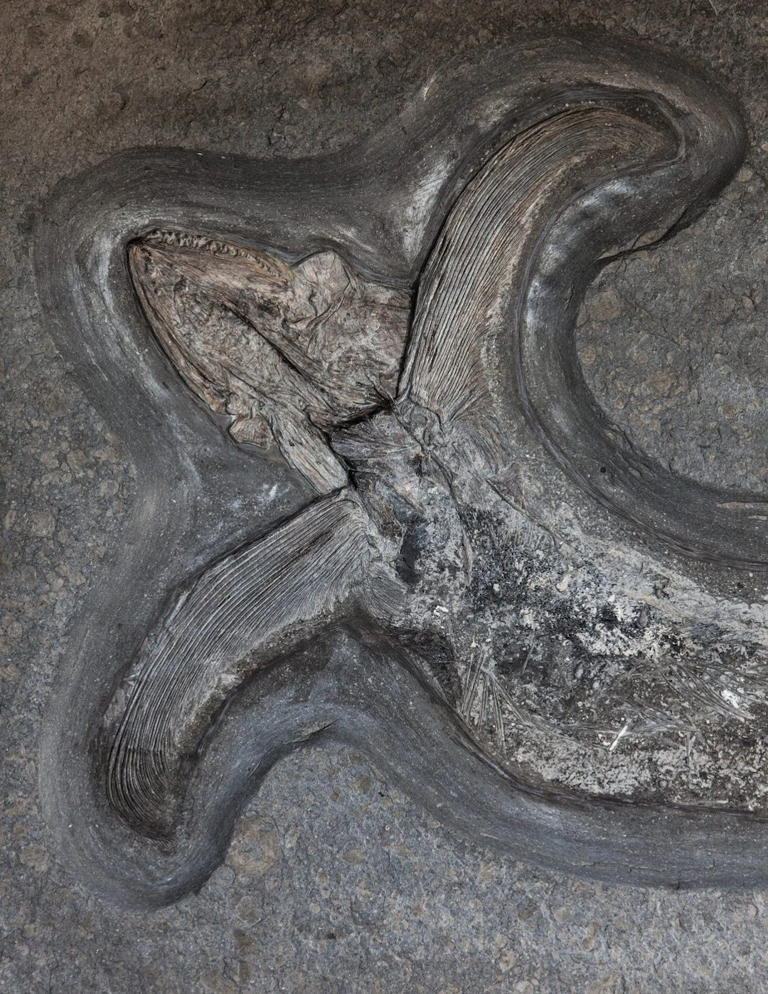 Fine Pachycormus Fossil