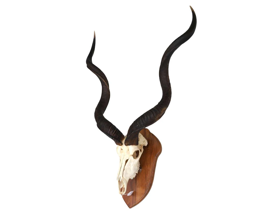 An antelope’s antlers on a wall panel
