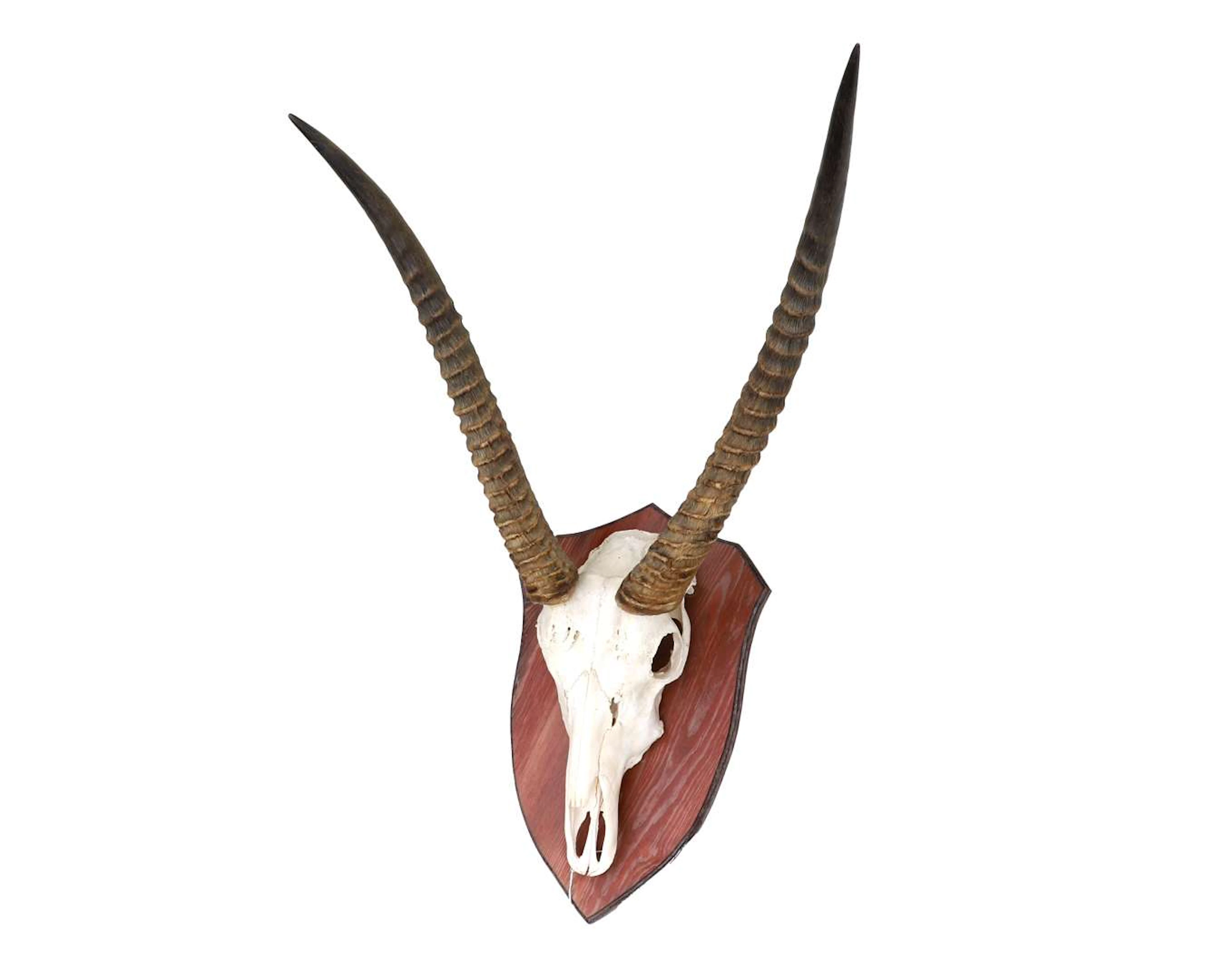 A gazelle’s antlers on a wall panel