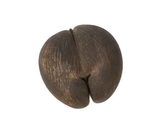 A Coco de mer fruit