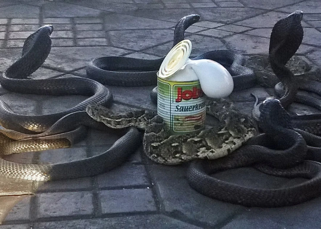 Venske & Spänle "Cobra con crauti" - Zweigstelle Berlin