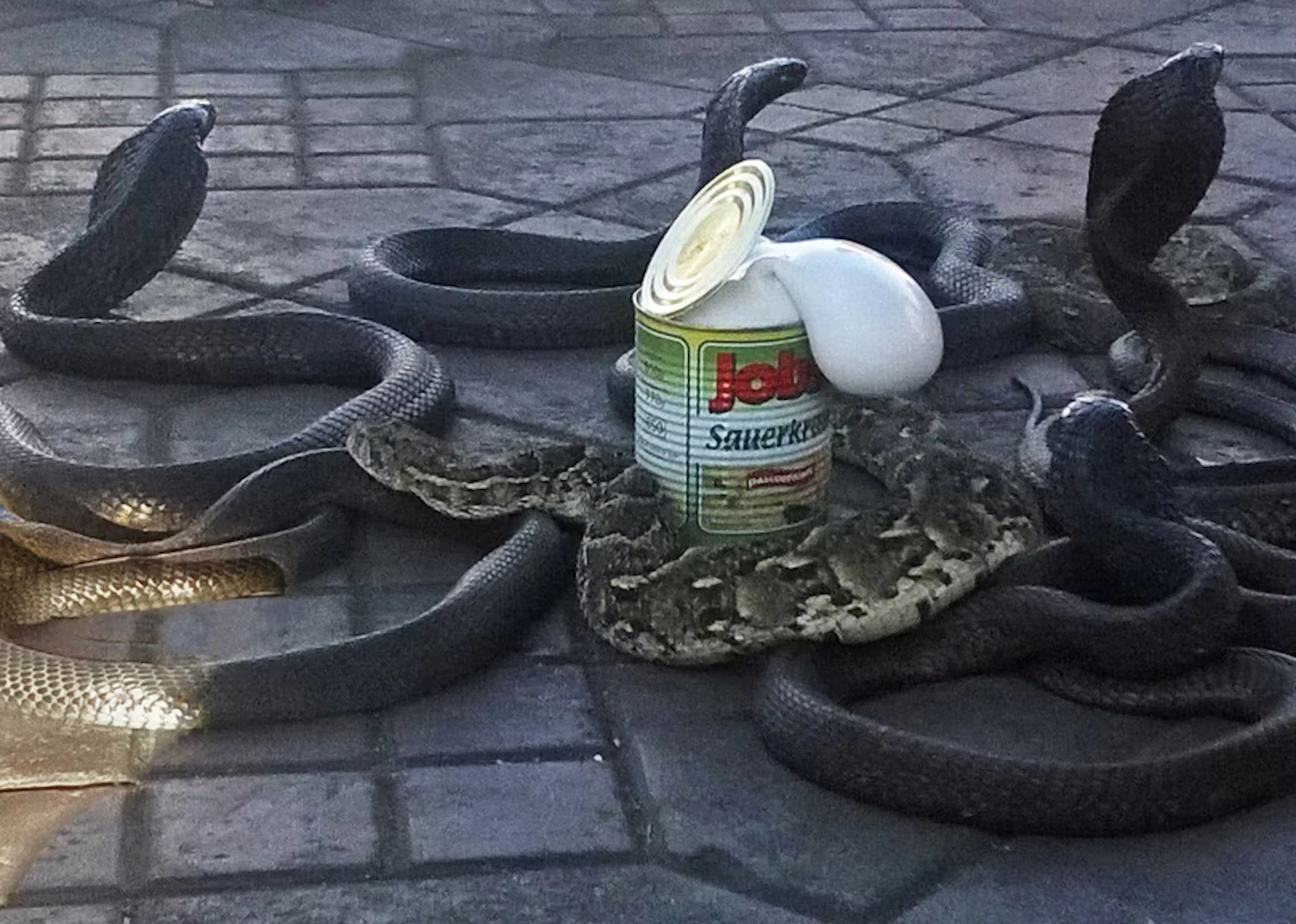 Venske & Spänle "Cobra con crauti" - Zweigstelle Berlin