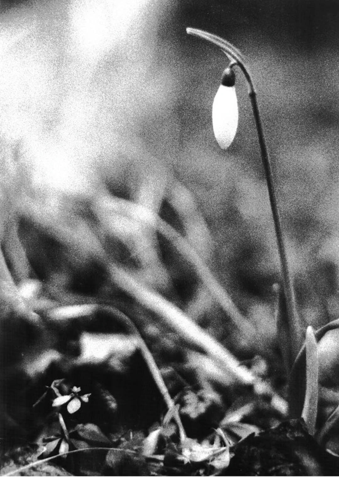 Jochen Lempert "Botanische Lehrbriefe" - Zweigstelle Berlin