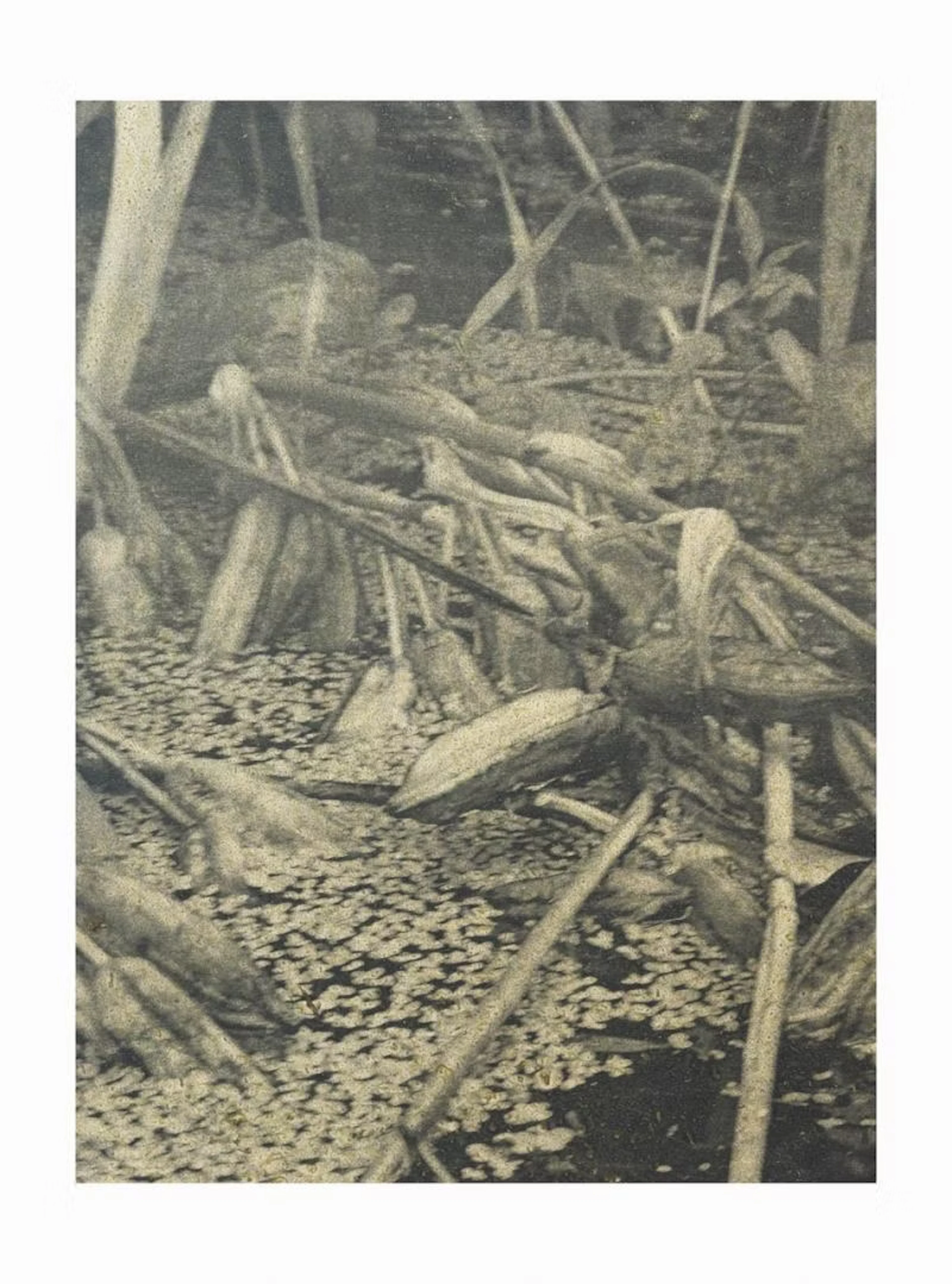 Stephen Gill "Pond Life" - Zweigstelle Berlin