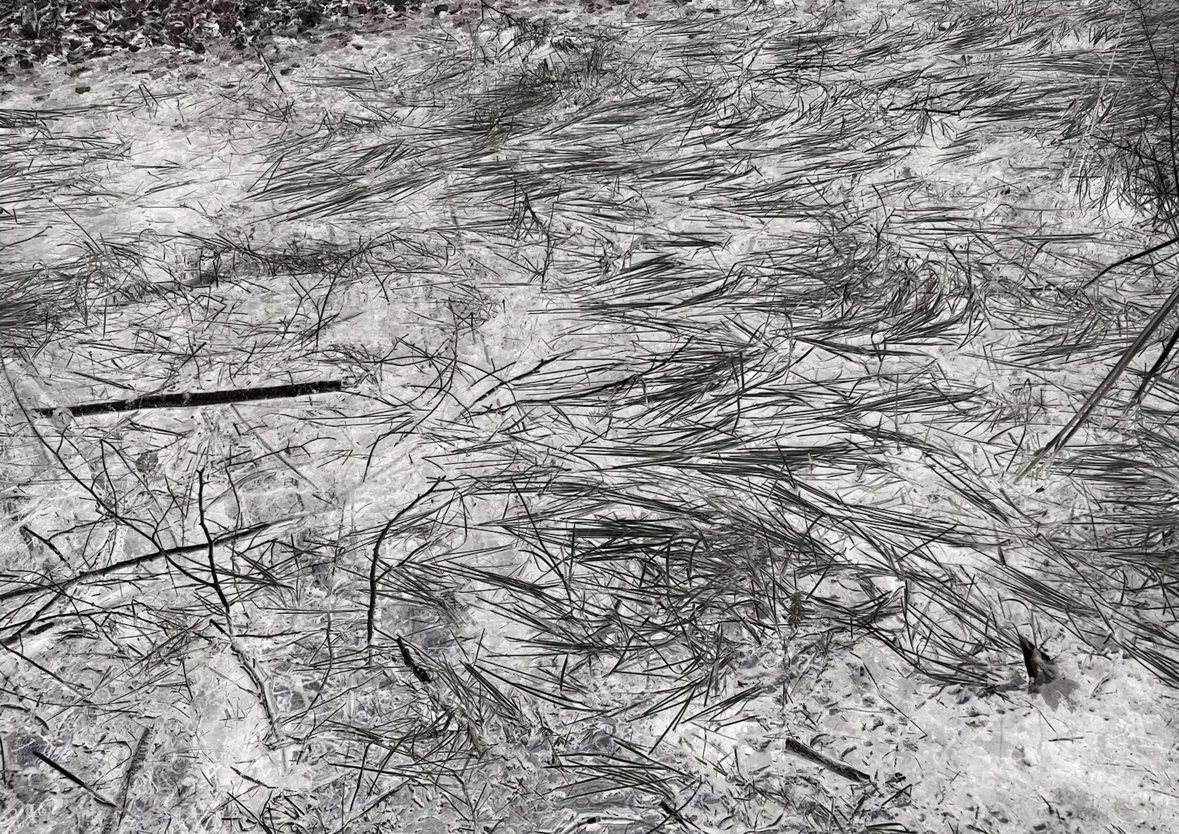 Doris Titze "o.T. (Heide) 2024" - Zweigstelle Berlin