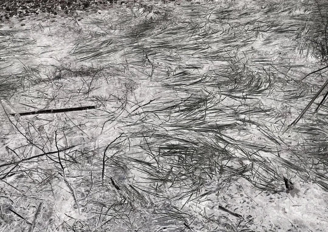 Doris Titze "o.T. (Heide) 2024" - Zweigstelle Berlin