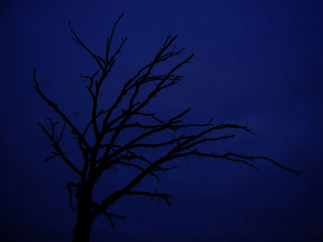 Marc Peschke "After This Darkness There Is Another_Baum" - Zweigstelle Berlin