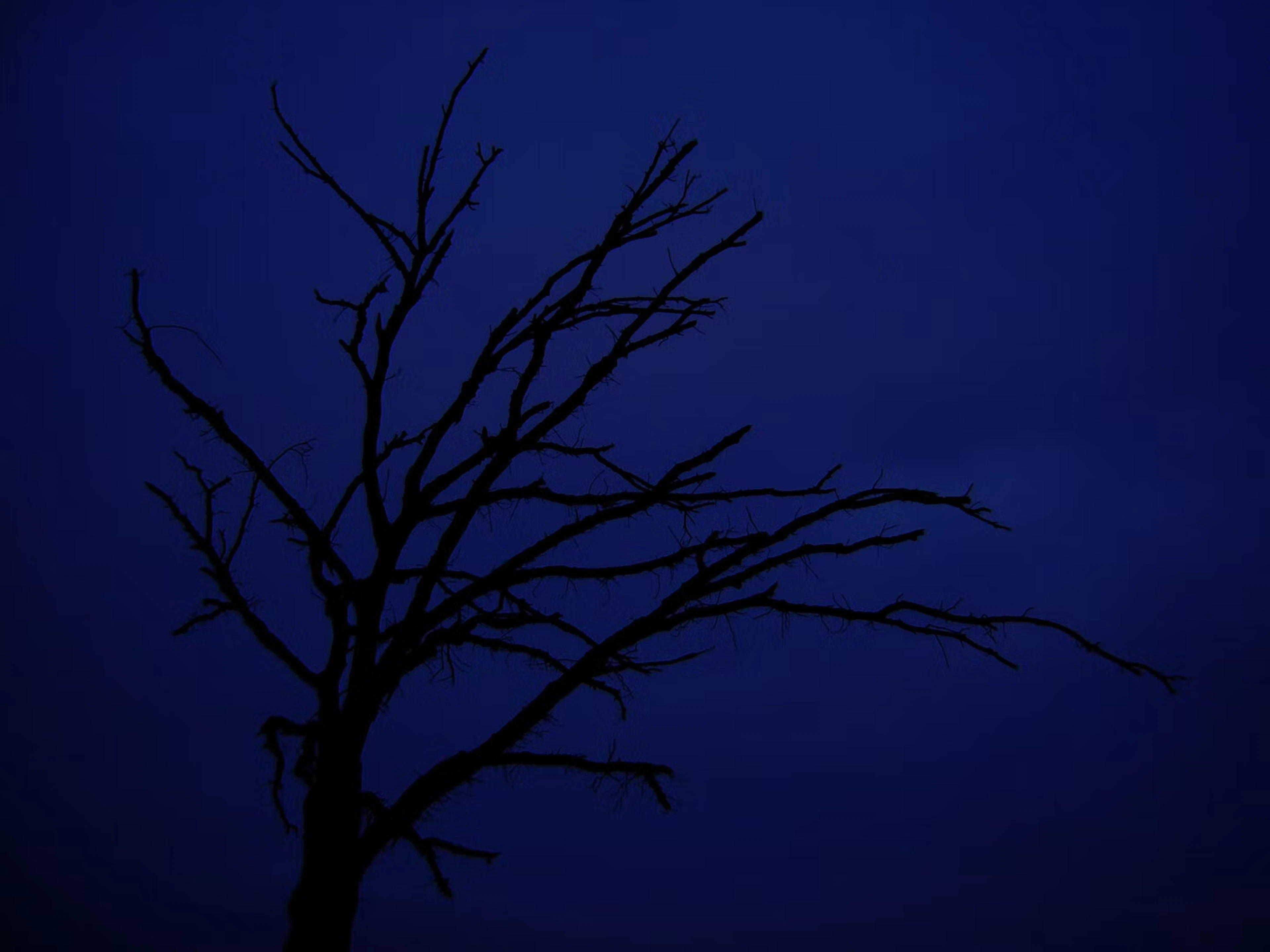 Marc Peschke "After This Darkness There Is Another_Baum" - Zweigstelle Berlin