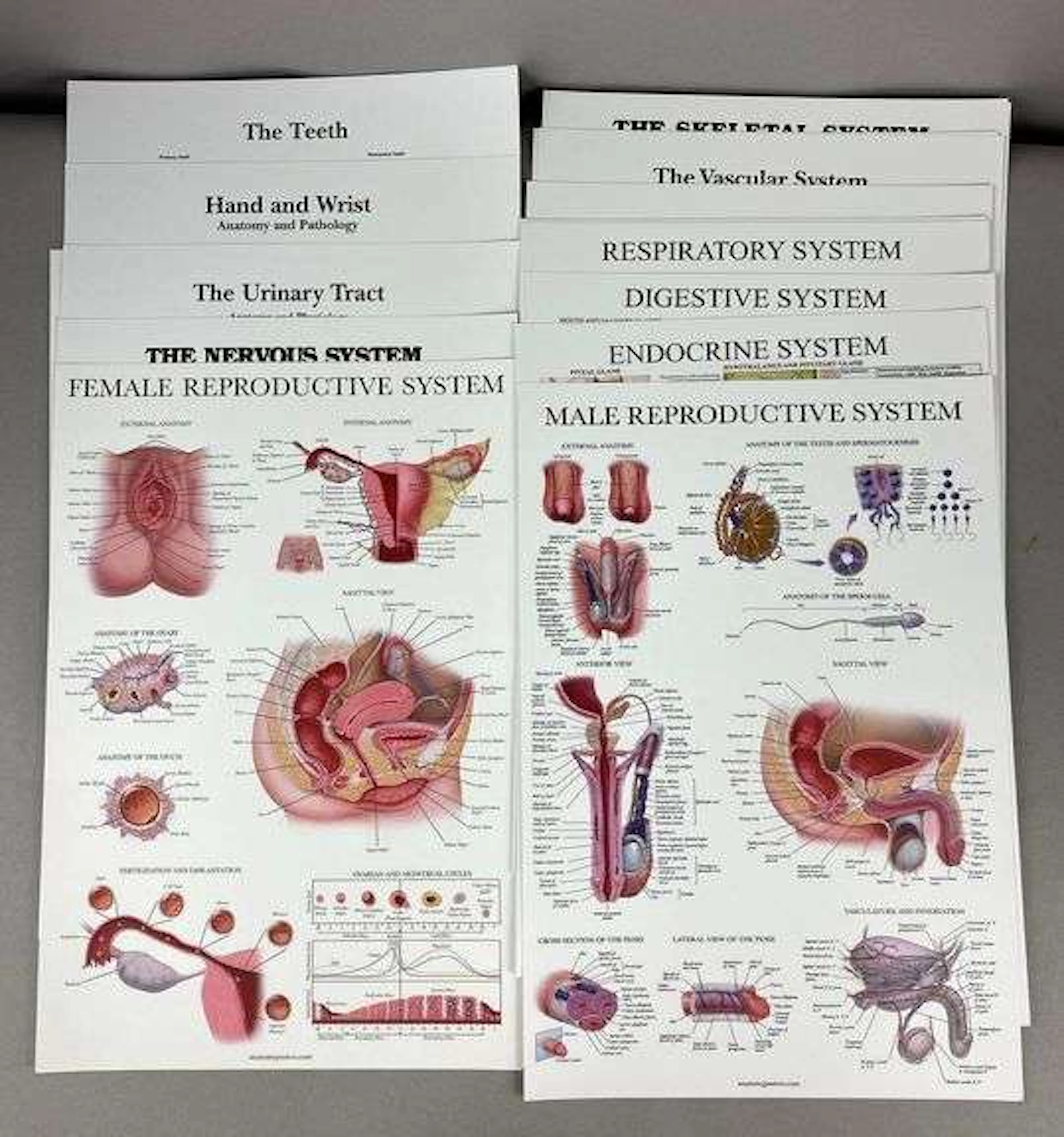 Group of 19 Comprehensive Anatomy Poster Set