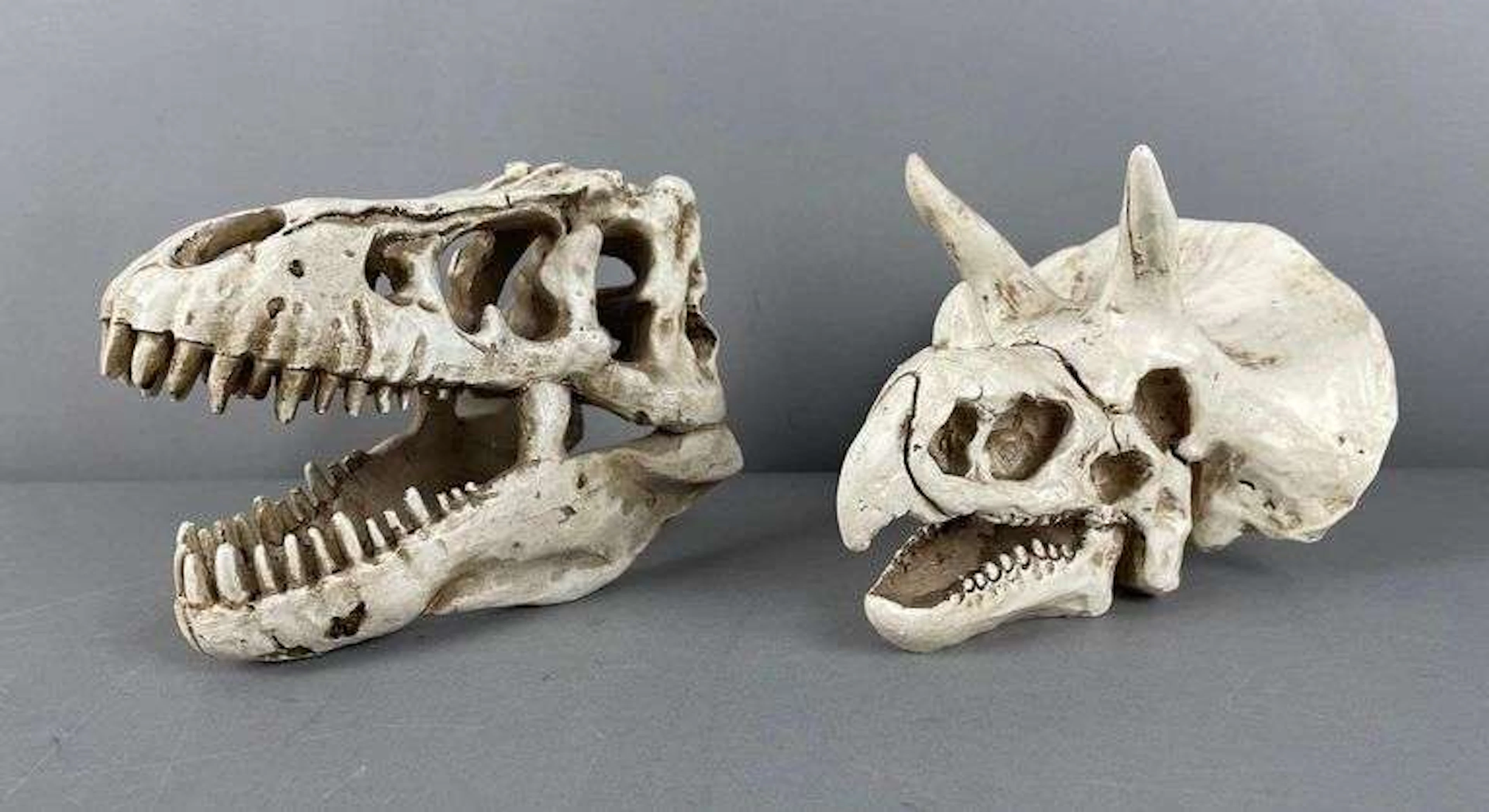 Group of 2 Resin Decorative Dinosaur Skulls