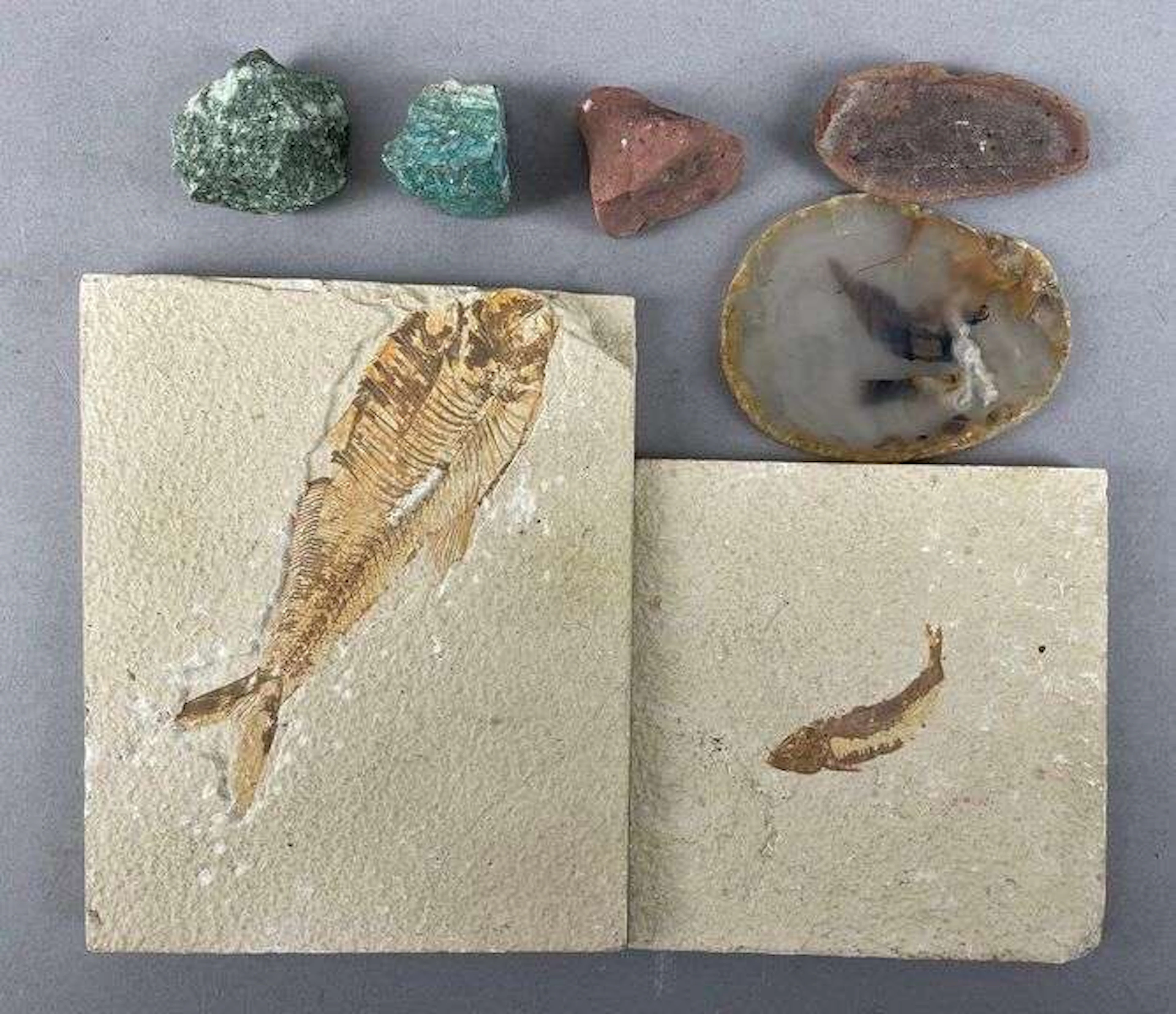 Group of Fossils and Stones