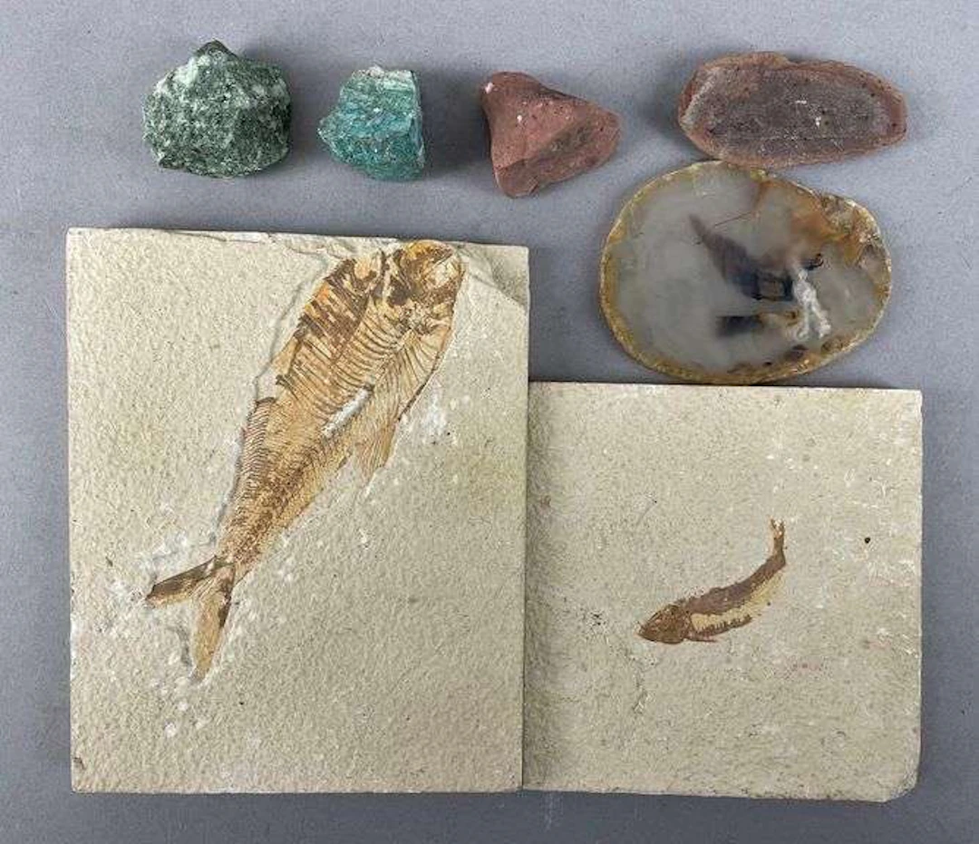 Group of Fossils and Stones
