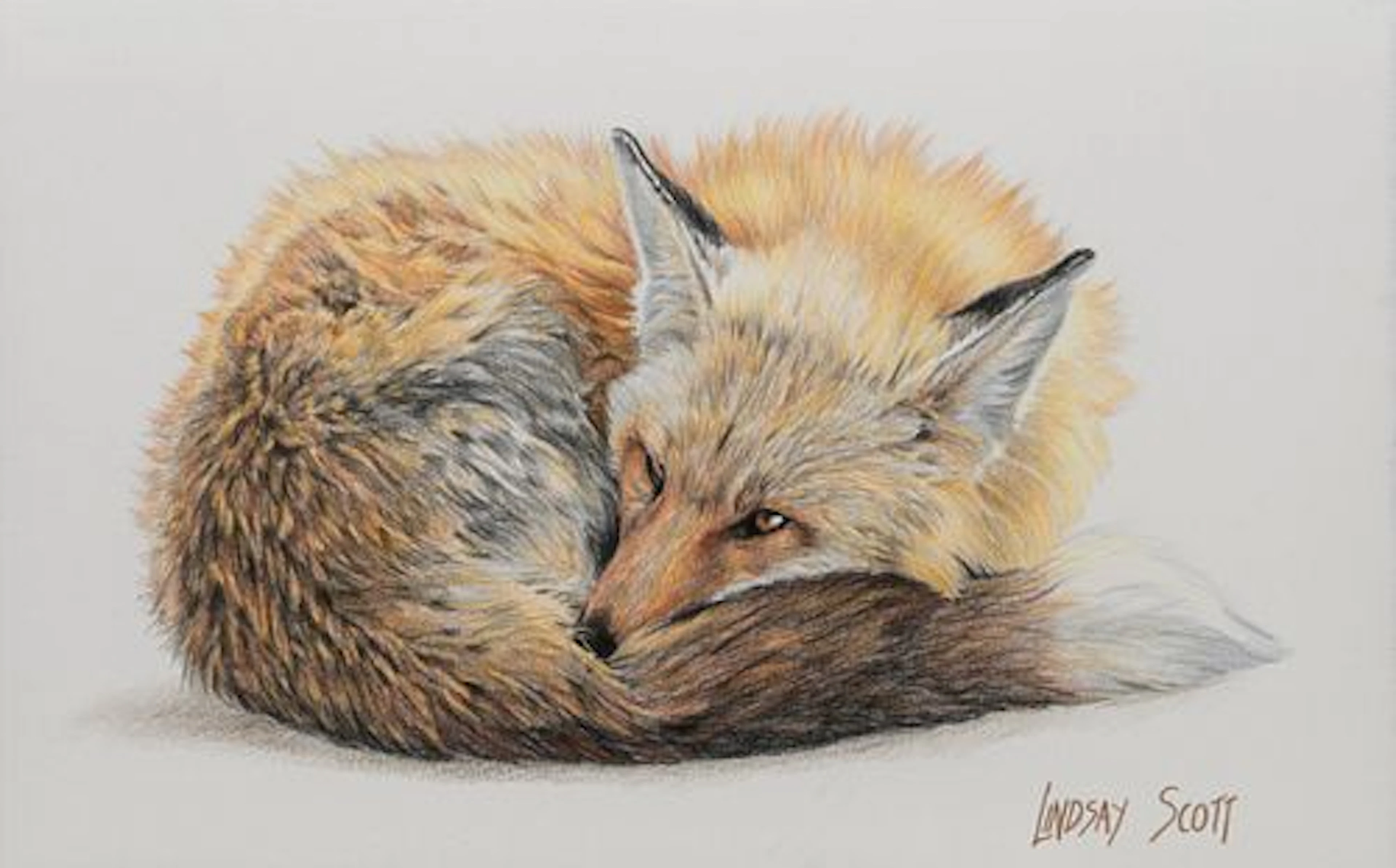 Lindsay B. Scott (b. 1955) – Fox