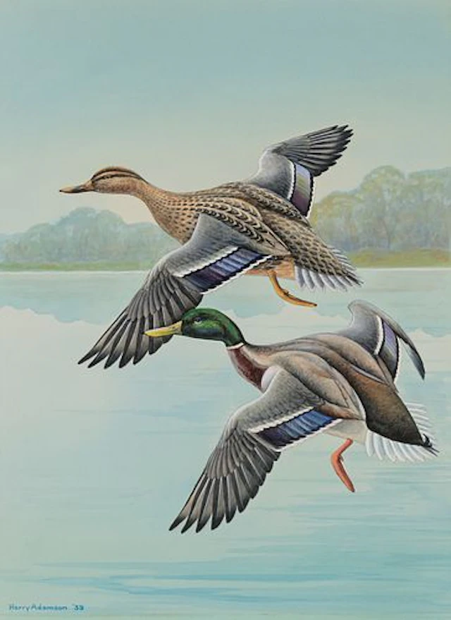 Harry Adamson (1916 – 2012) – Mallards (1939)