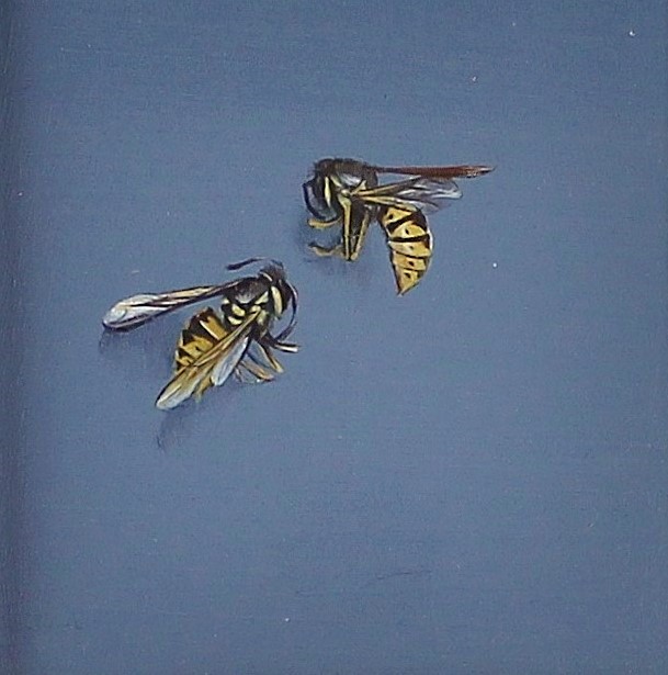 Vespidae by Sarah Jane Bellwood