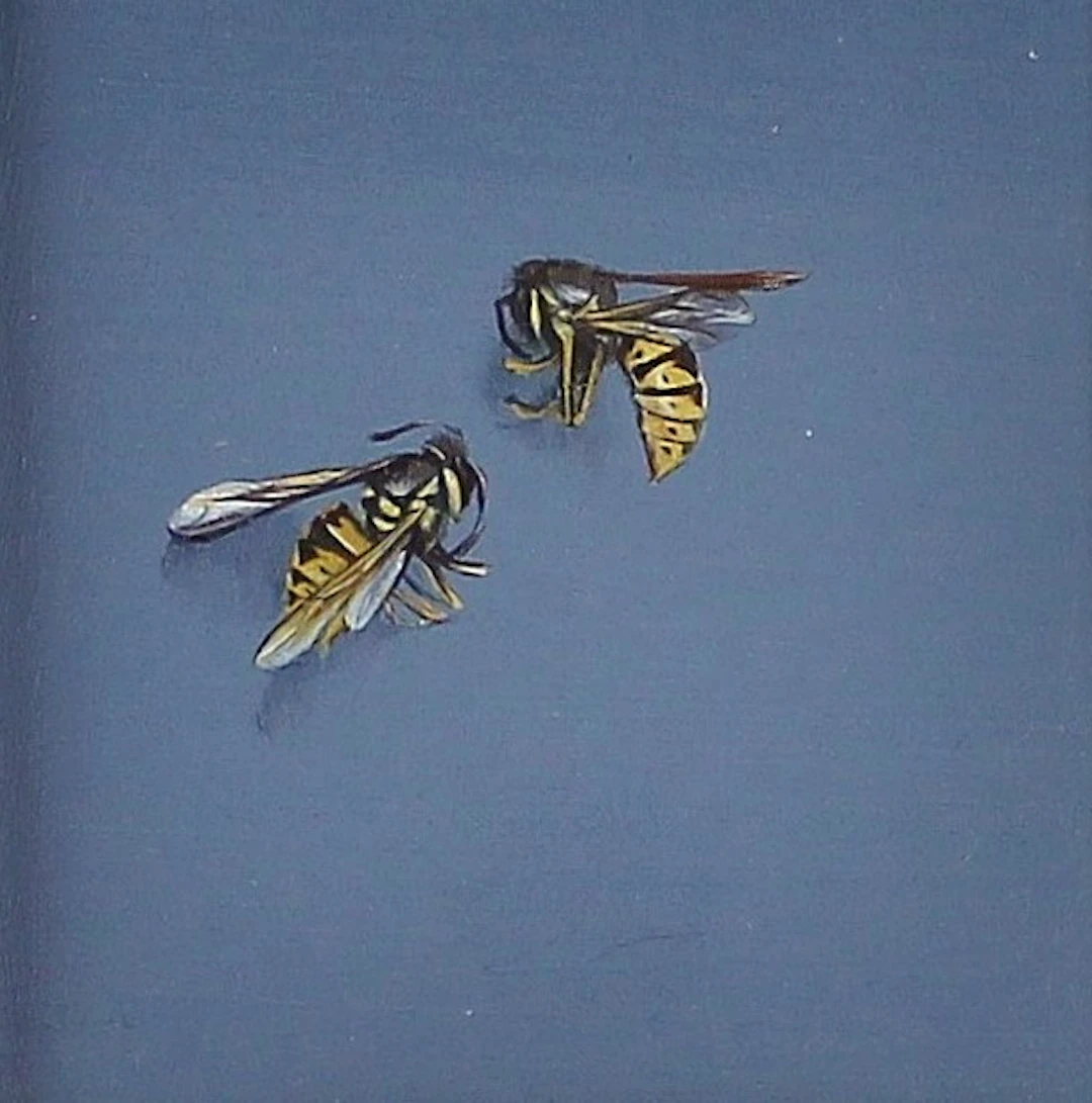 Vespidae by Sarah Jane Bellwood
