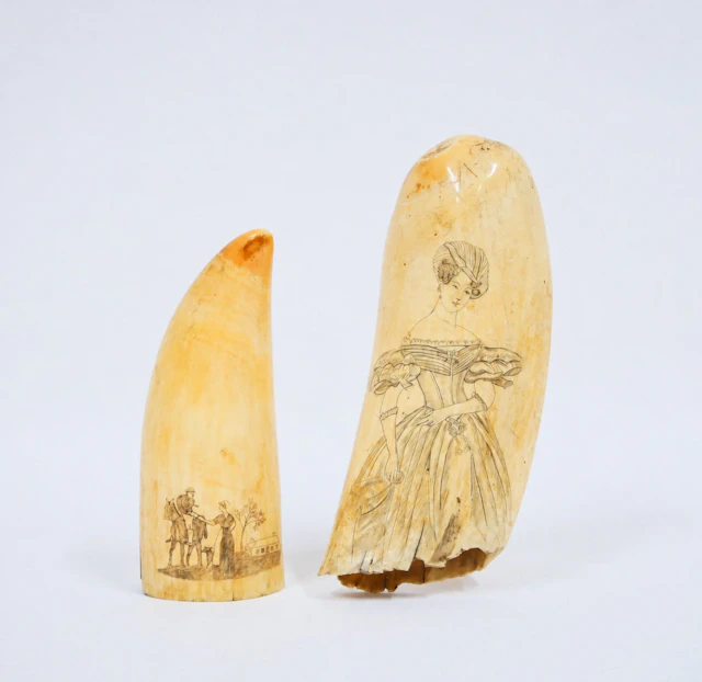 Two sperm whale (Physeter macrocephalus) teeth, polished and - Lot 317