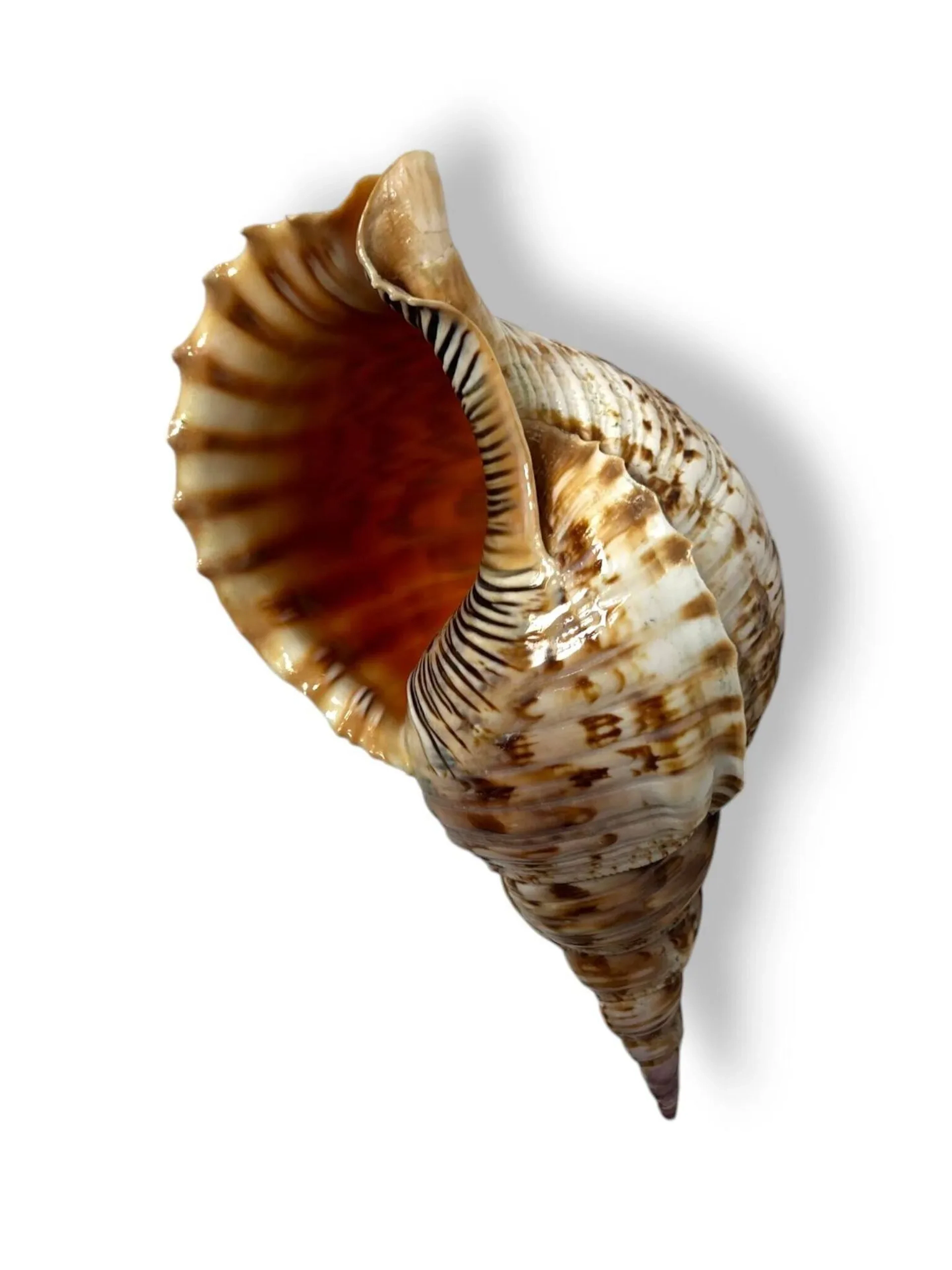 KANAK, Nouvelle-Calédonie, 'Toutoute', coquillage utilisé comme trompe de rassemblement ou comme symbole de protection lorsque placée au sommet d'une case, Charonia Tritonis, Dimensions : 33 x 15 cm