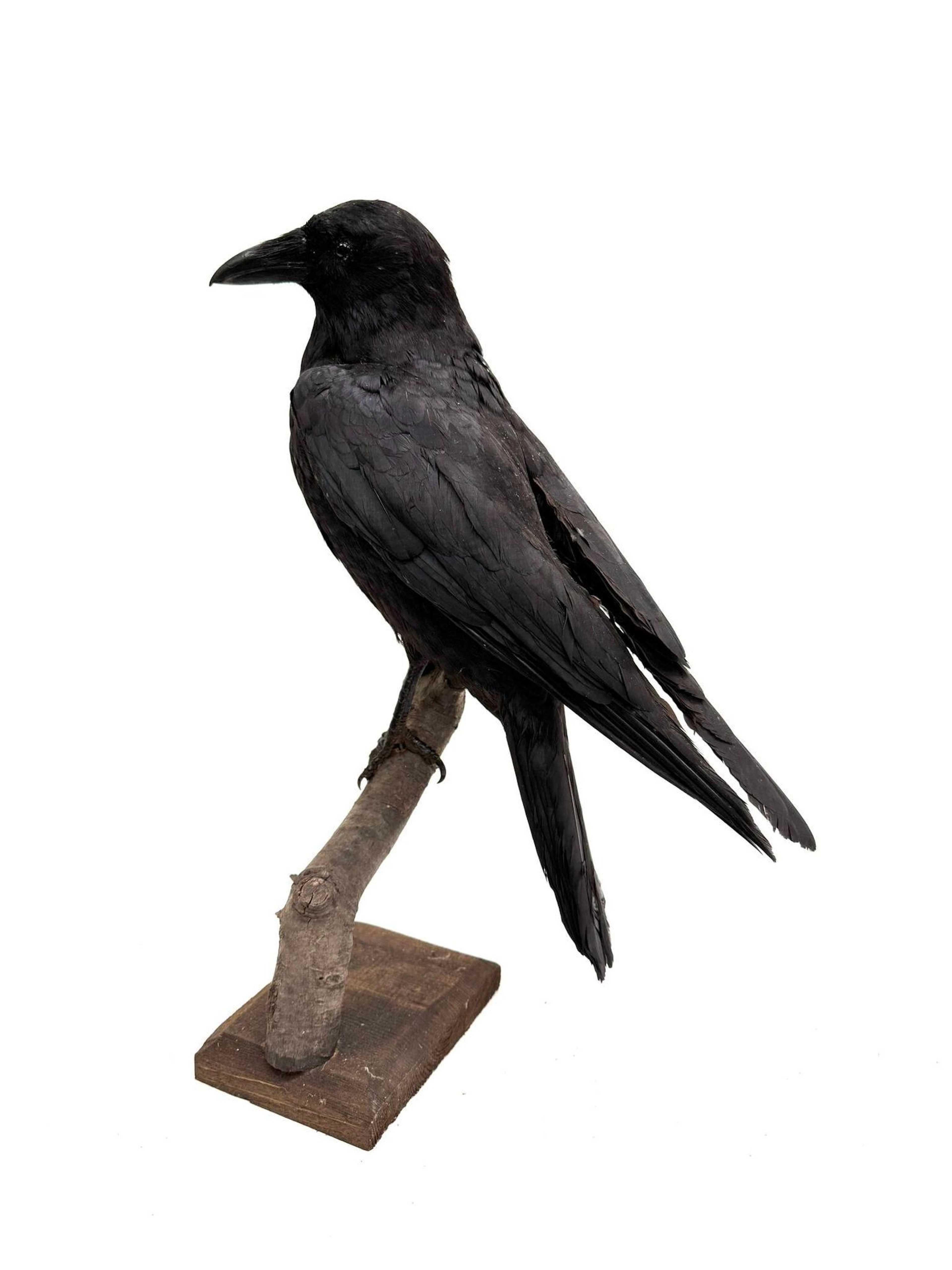 Black crow - Lot 90