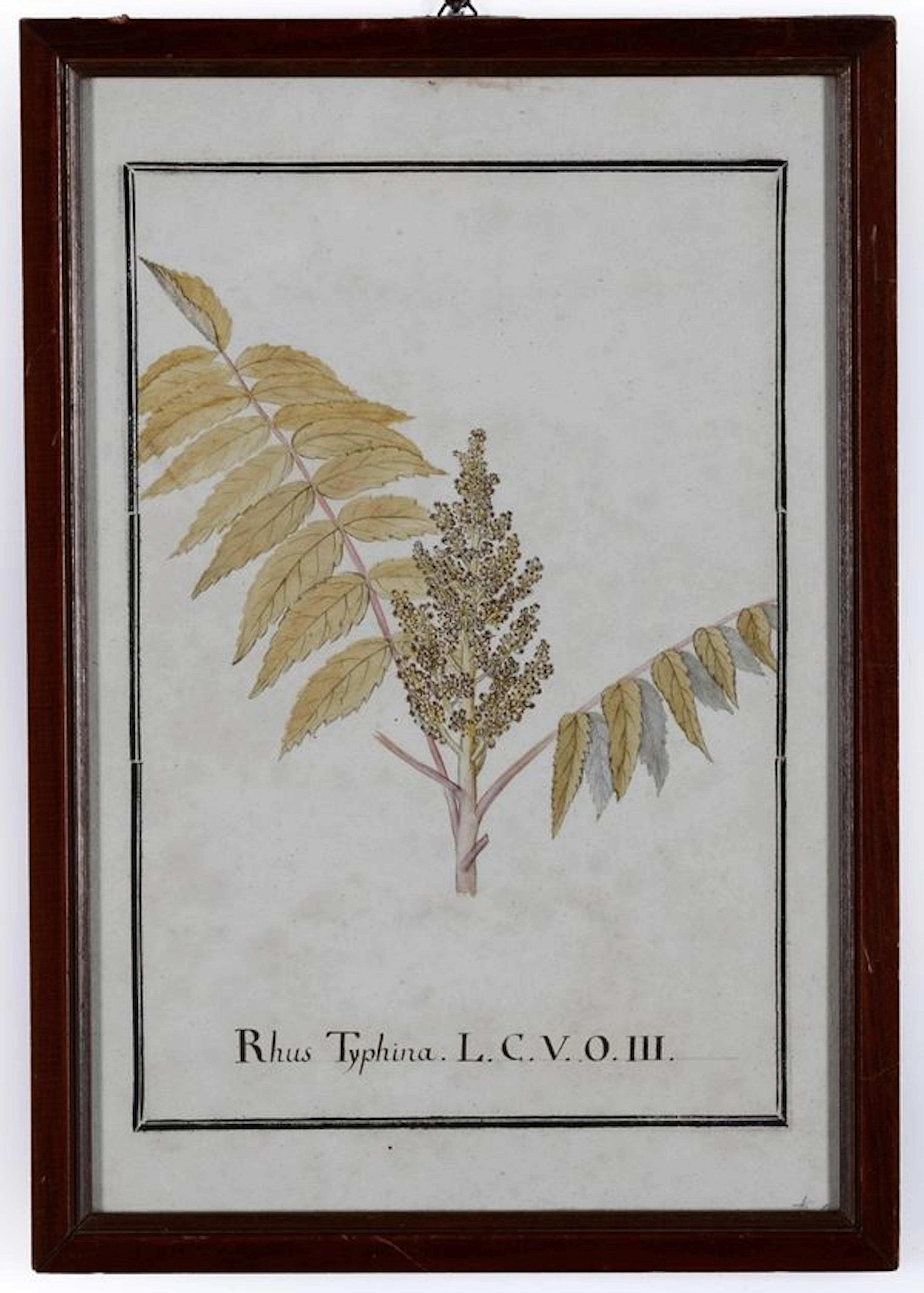 Stampa a soggetto botanico, XIX secolo