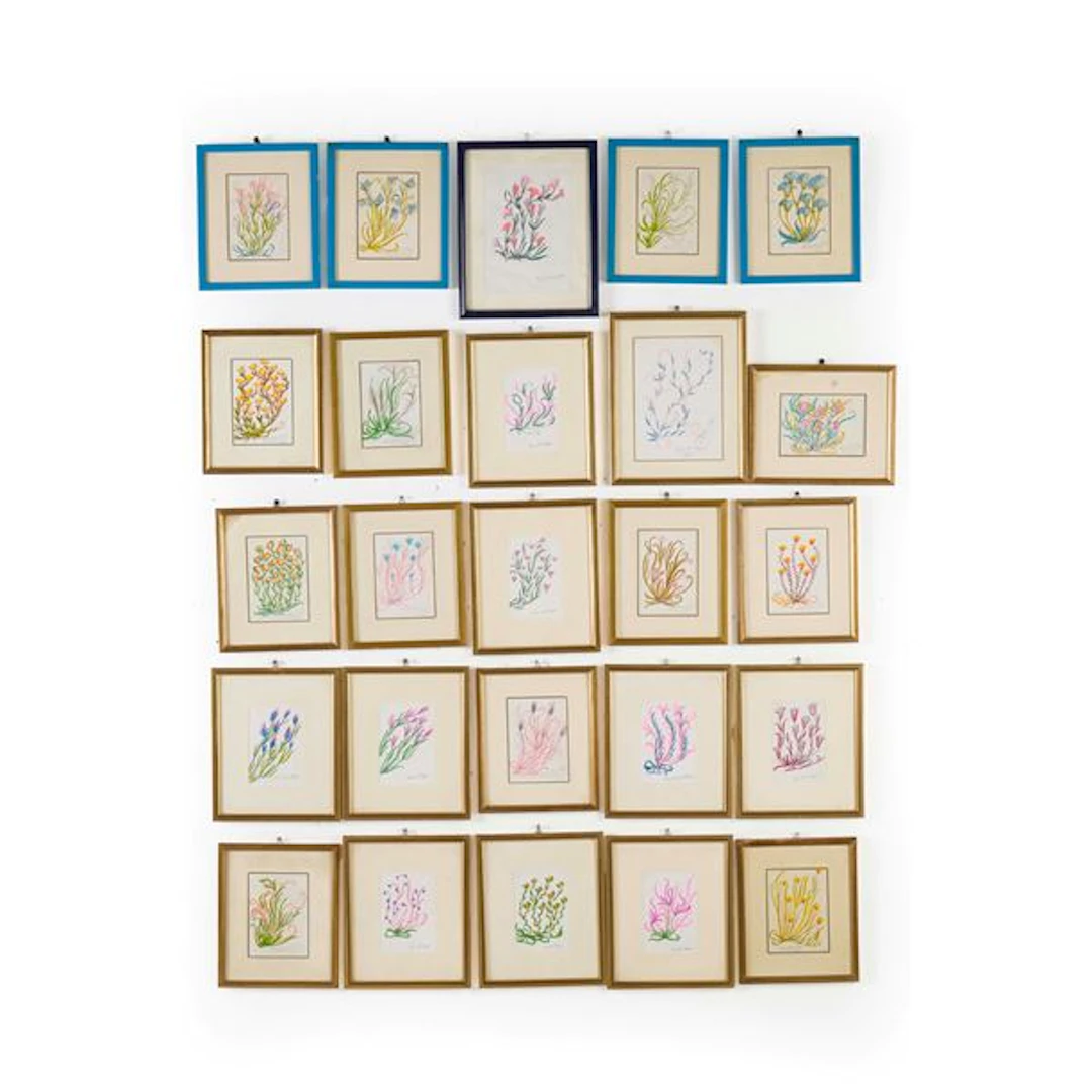Venticinque disegni raffiguranti fiori, di Ana Maria Dalì