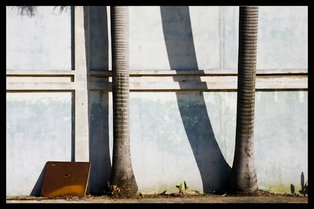 Andrea Morucchio ”La Habana palms”